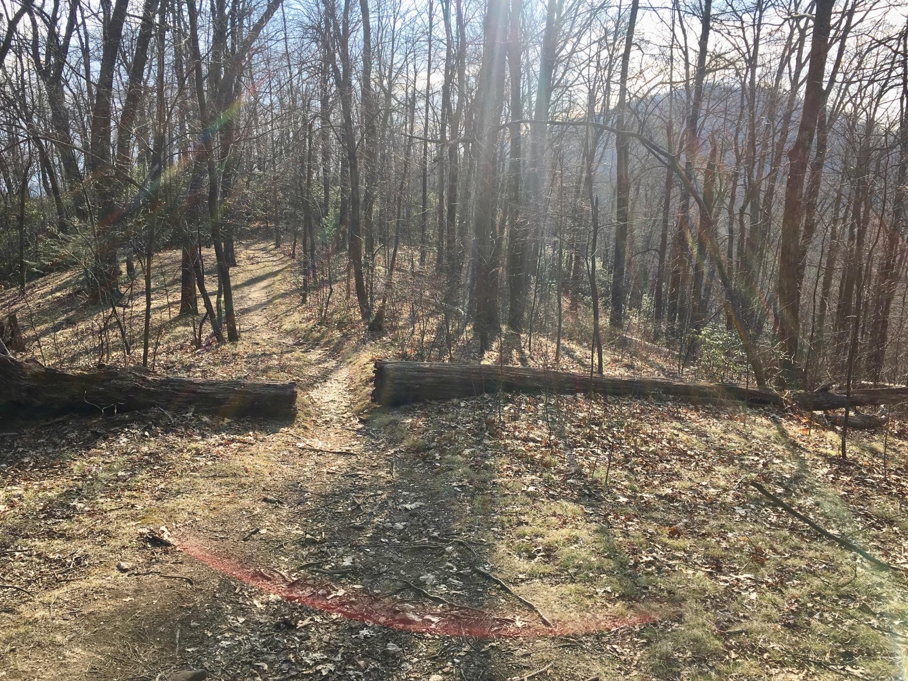 A sunlit forest path winding through trees with fallen logs and scattered leaves on the ground. Black Mountain mountain bike trail.