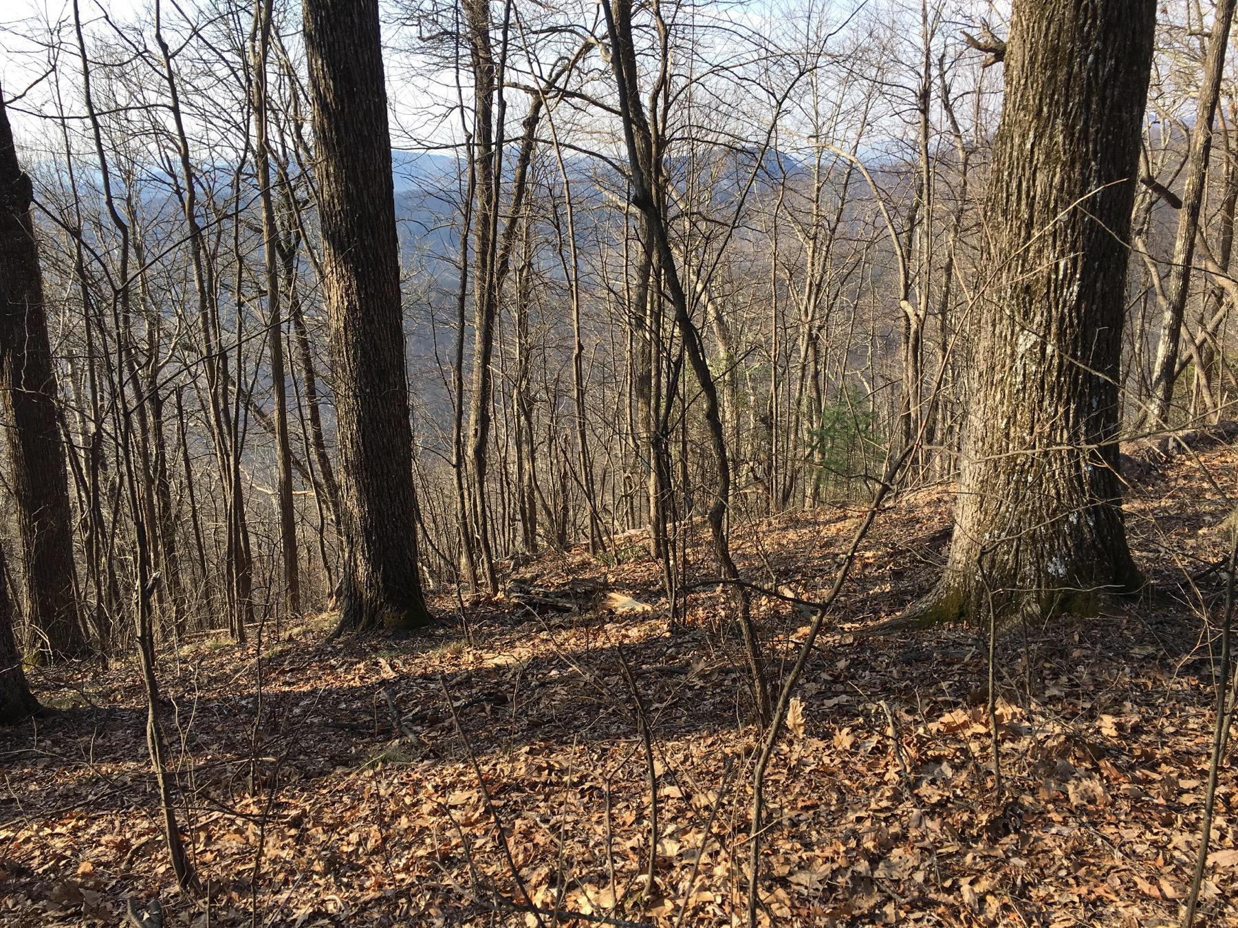 A forest scene featuring tall, leafless trees in early spring. The ground is covered with brown fallen leaves, and there are hints of greenery in the underbrush. The landscape slopes downward, revealing distant hills under a clear sky. Black Mountain mountain bike trail.