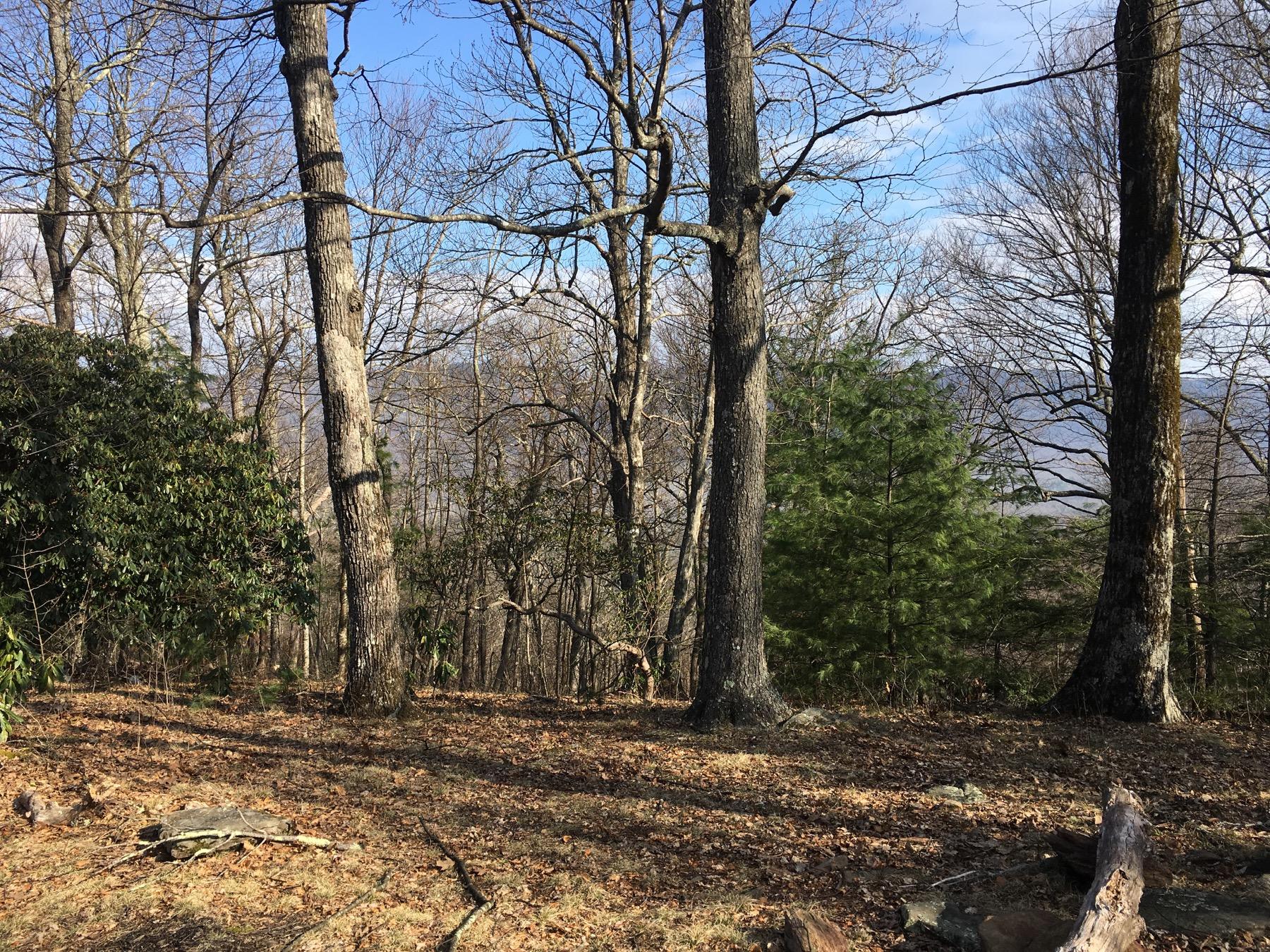 A tranquil forest scene featuring several tall trees with bare branches, surrounded by a mix of deciduous and evergreen foliage. The ground is covered in a layer of fallen leaves and twigs, with patches of sunlight filtering through the tree canopy. A blue sky with some clouds is visible in the background, suggesting a clear day. Black Mountain mountain bike trail.