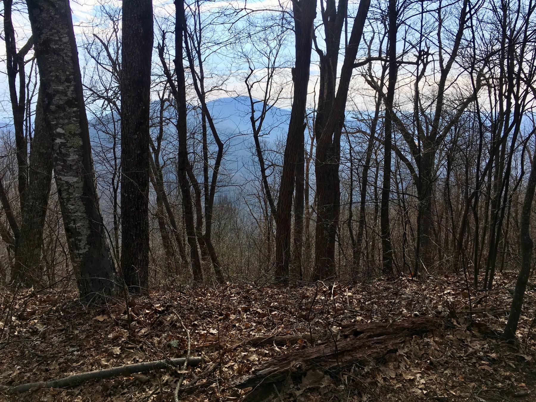 A wooded area with bare trees and fallen leaves, revealing a distant view of mountains under a cloudy sky. Black Mountain mountain bike trail.