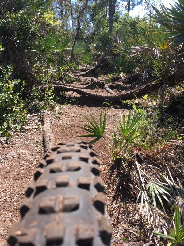 A close-up view of a bike tire on a dirt trail surrounded by dense greenery, including palm-like plants and fallen logs, under a bright sunny sky. The trail is rugged and uneven, indicating a natural outdoor setting for biking or hiking. Jonathan Dickinson State Park mountain bike trail.