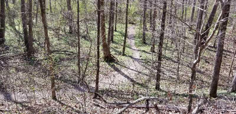 A serene forest scene featuring a narrow winding path surrounded by tall trees. The ground is covered with green foliage, and soft shadows are cast on the forest floor, indicating a sunny day. Cedar Glades Trail mountain bike trail.
