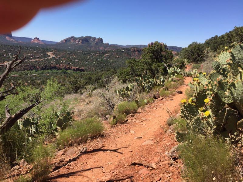 A scenic trail winding through a desert landscape, featuring reddish dirt, cacti, and lush greenery. The view includes distant mountains under a clear blue sky. Airport Mesa Trail Network mountain bike trail.