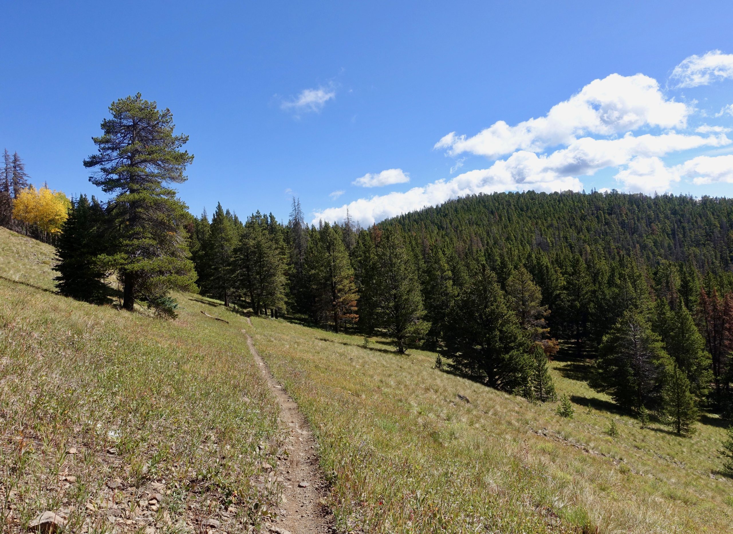 A winding dirt path leads through a grassy landscape dotted with trees, under a clear blue sky with fluffy white clouds. In the background, a forested hill rises, showcasing a mix of green foliage and hints of yellow from autumn leaves. Starvation Creek mountain bike trail.