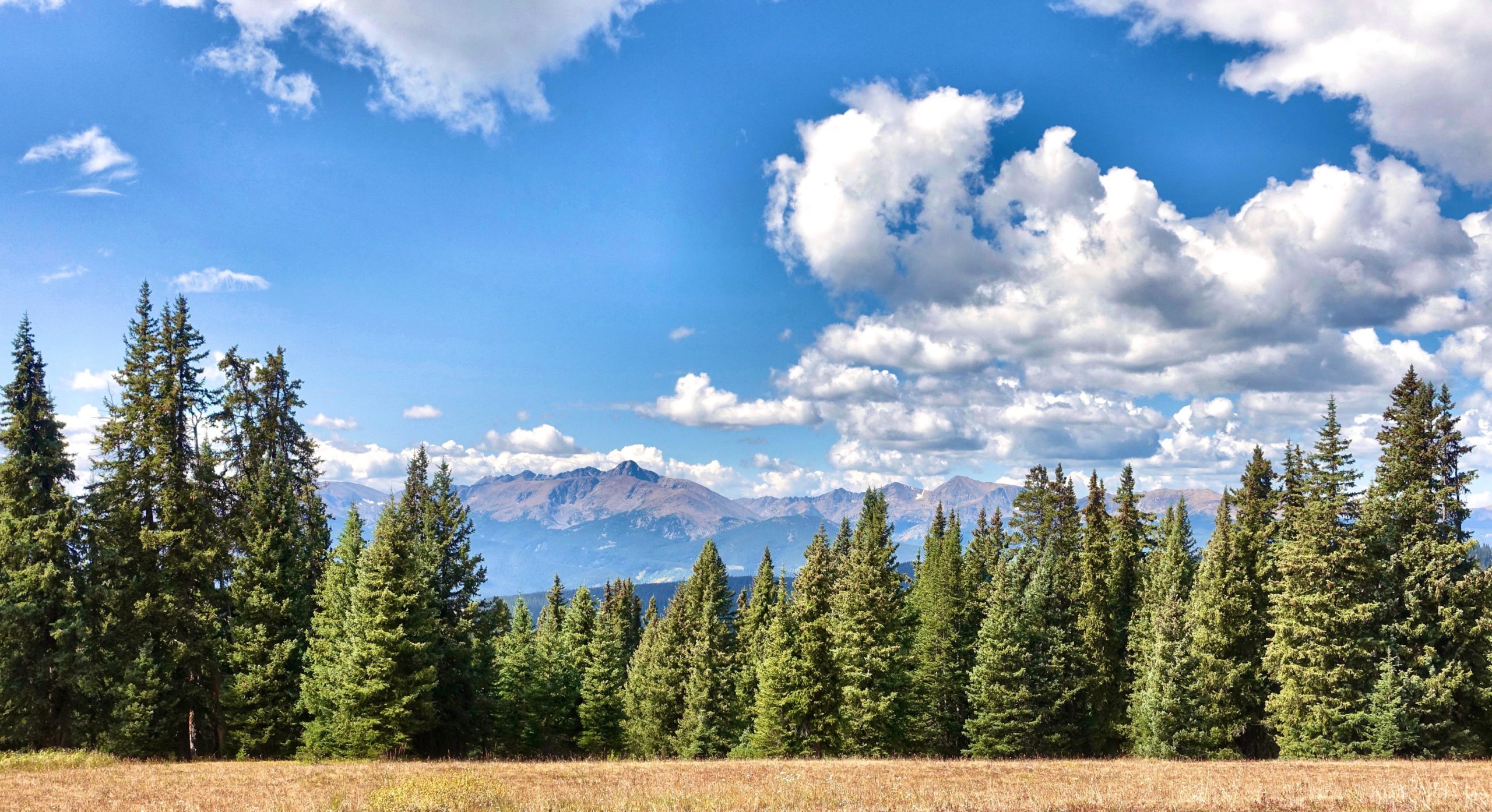 A scenic landscape featuring tall coniferous trees in the foreground, with rolling mountains in the background under a bright blue sky filled with fluffy white clouds. Two Elk via Vail Pass mountain bike trail.