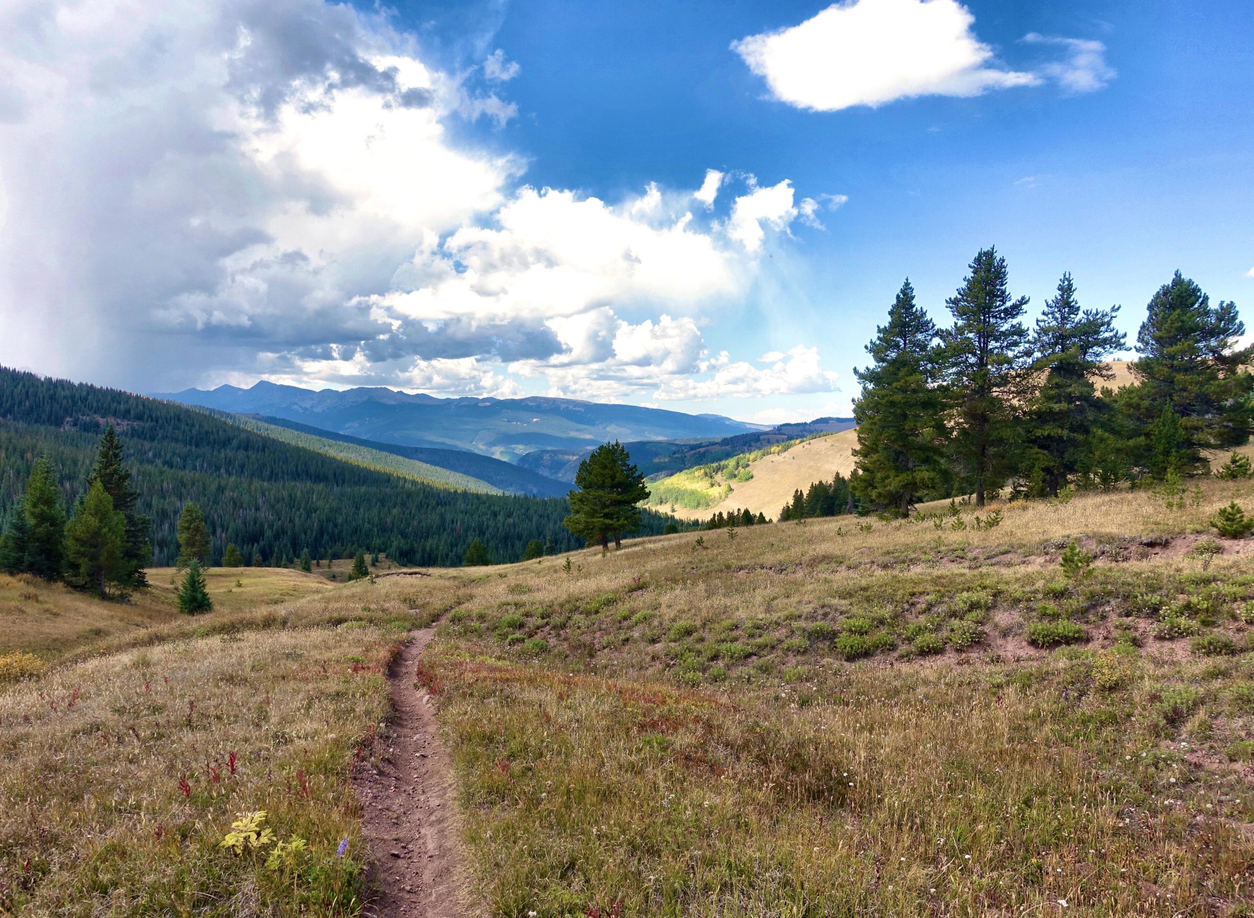 A winding dirt path leads through a grassy meadow, surrounded by dense evergreen trees and rolling mountains under a partly cloudy blue sky. Two Elk via Vail Pass mountain bike trail.