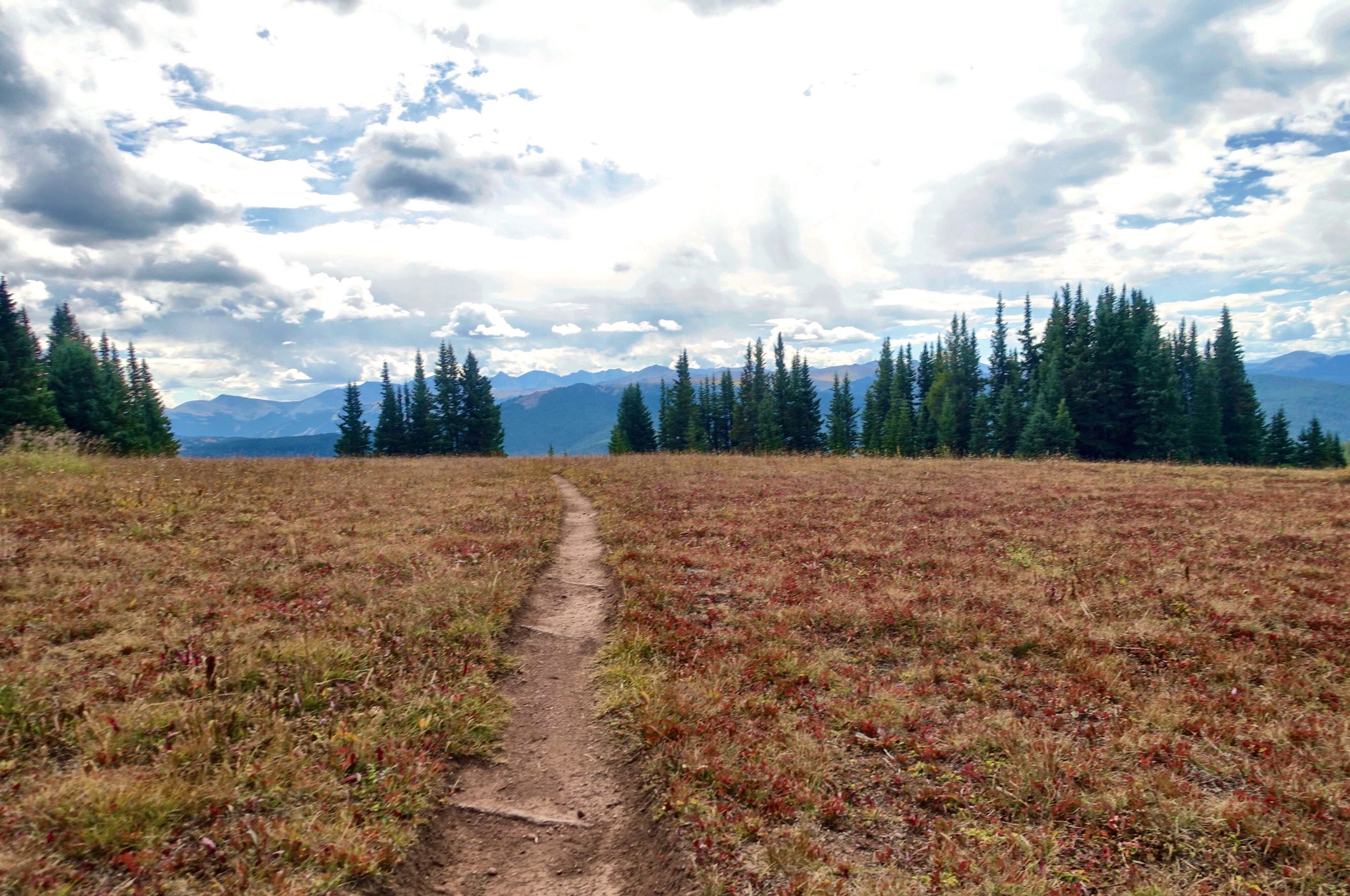 A scenic view of a dirt path winding through a grassy meadow, framed by evergreen trees and distant mountains under a cloudy sky. Two Elk via Vail Pass mountain bike trail.