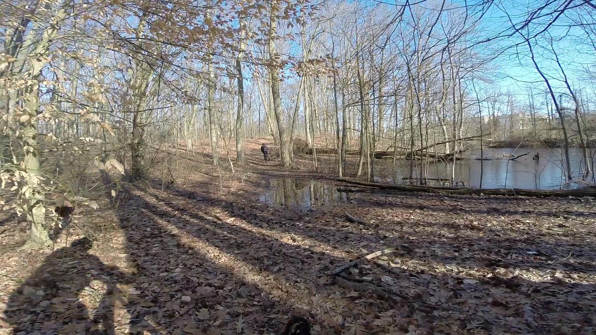 A serene woodland scene featuring tall, leafless trees and a forest floor covered in fallen leaves. In the background, there is a small body of water reflecting the trees. A trail winds through the woods, with a person and a dog visible in the distance, enjoying a peaceful outdoor excursion. The sky is clear and blue, indicating a bright day. Wolfes Pond park mountain bike trail.