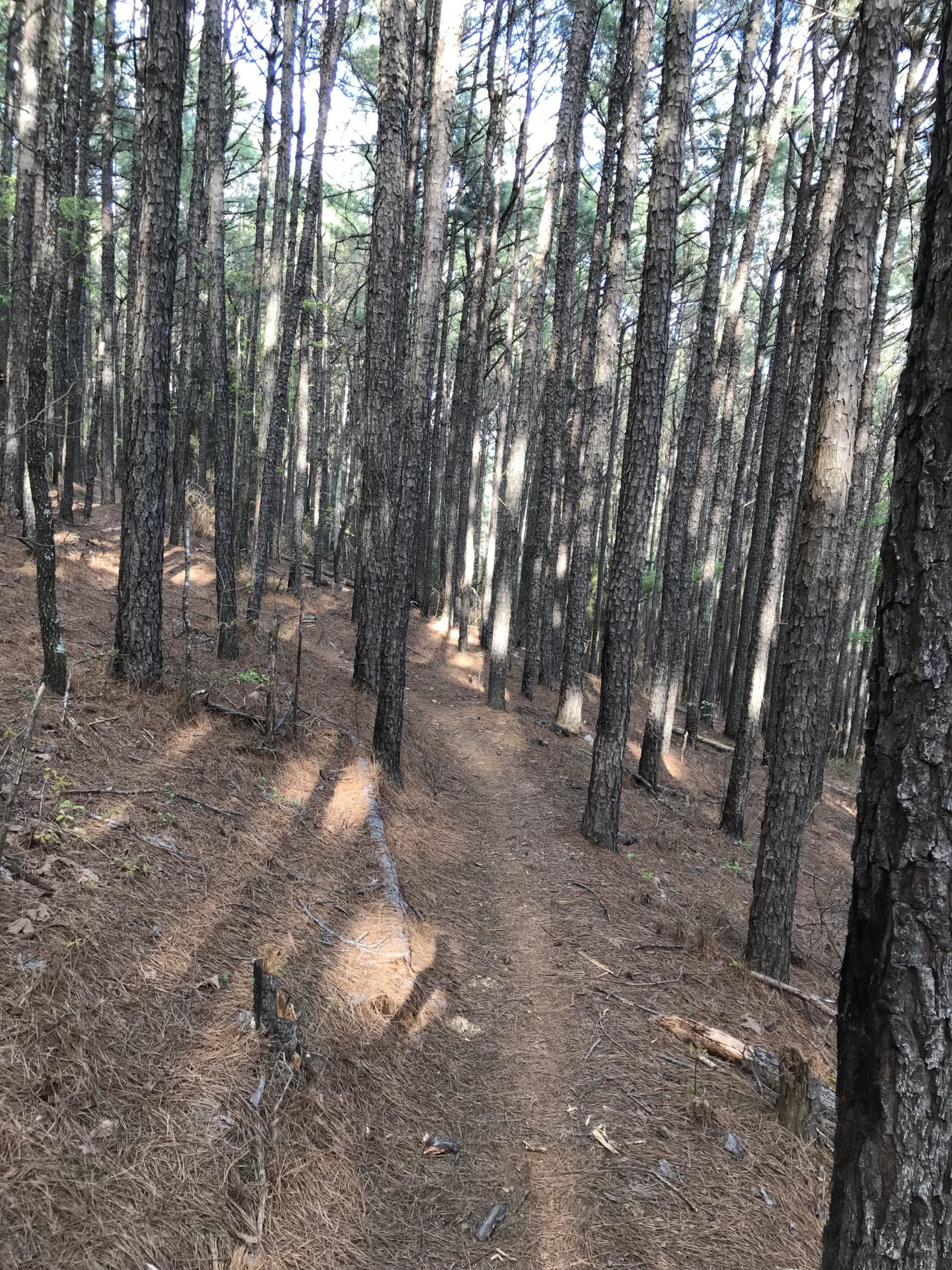 A winding dirt path through a dense forest, lined with tall pine trees. Sunlight filters through the branches, casting shadows on the ground covered with pine needles and small twigs. The scene conveys a tranquil and natural outdoor setting. Cedar Glades Trail mountain bike trail.