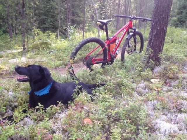 Specialized Rockhopper Comp 29: A black dog with a blue collar lying on the ground among greenery, next to a red mountain bike leaning against a tree in a forested area.