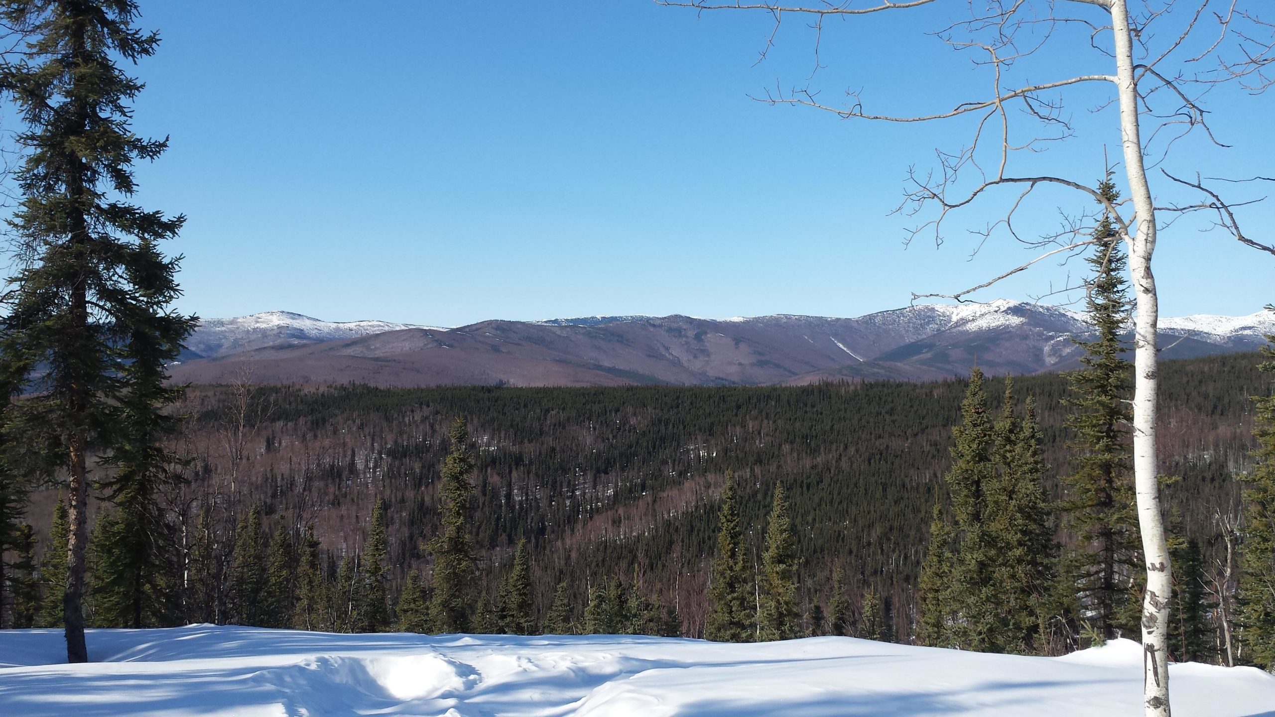 A panoramic view of a snow-covered mountainous landscape, featuring a dense forest of evergreen trees in the foreground. The background showcases rolling hills and mountains with patches of snow on their peaks under a clear blue sky. Chena River State Recreation Area mountain bike trail.