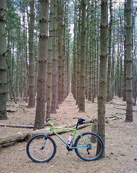 A green mountain bike is parked next to a tree in a dense forest, surrounded by tall, straight pine trees. The ground is covered with brown pine needles and fallen branches, creating a natural, serene ambiance. The path between the trees leads deeper into the woods, inviting exploration. Rancocas State Park - Westampton mountain bike trail.