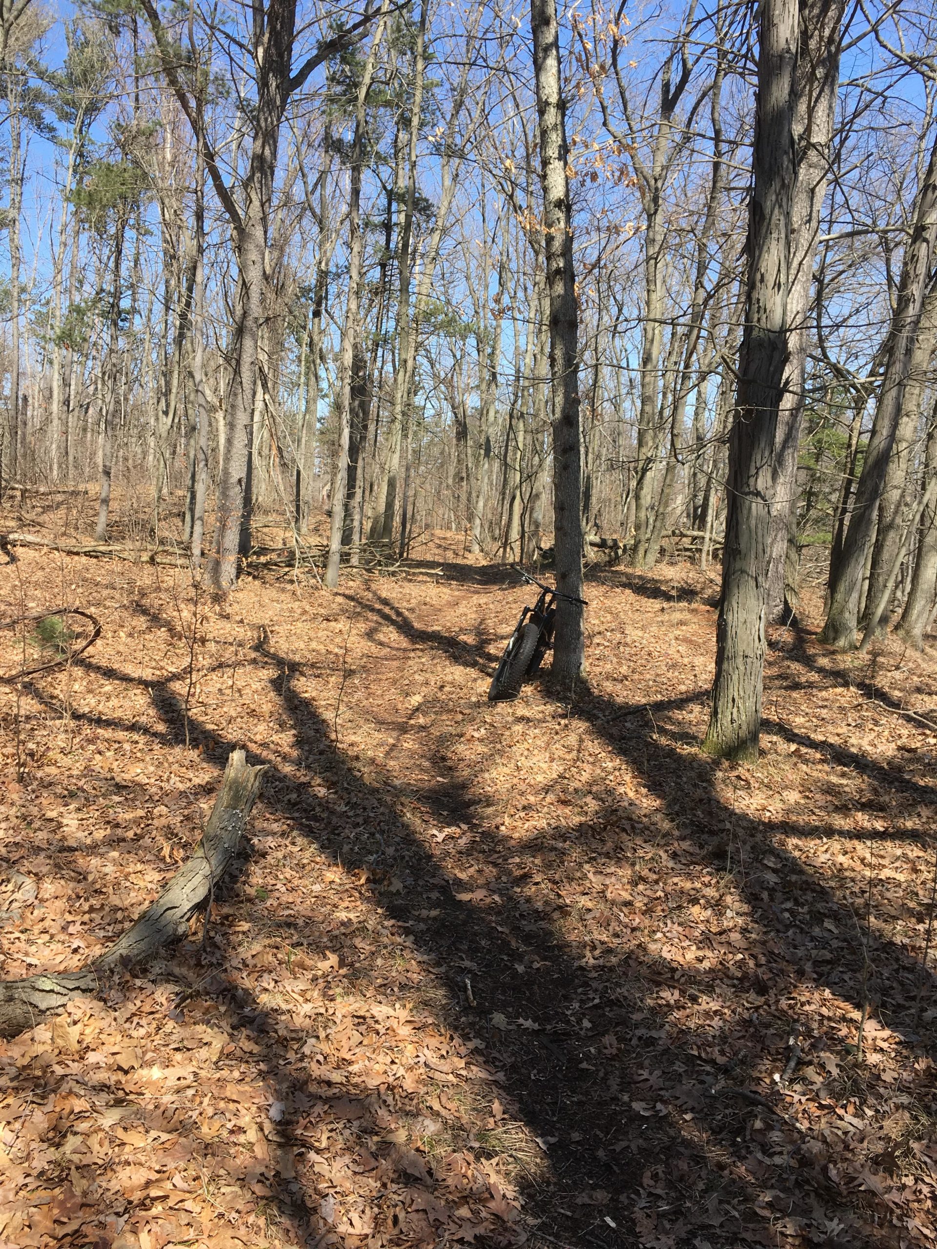 A wooded area with bare trees, fallen leaves covering the ground, and a narrow dirt path winding through the landscape. The sunlight creates shadows on the path, and a clear blue sky is visible above. Pinery Provincial Park mountain bike trail.