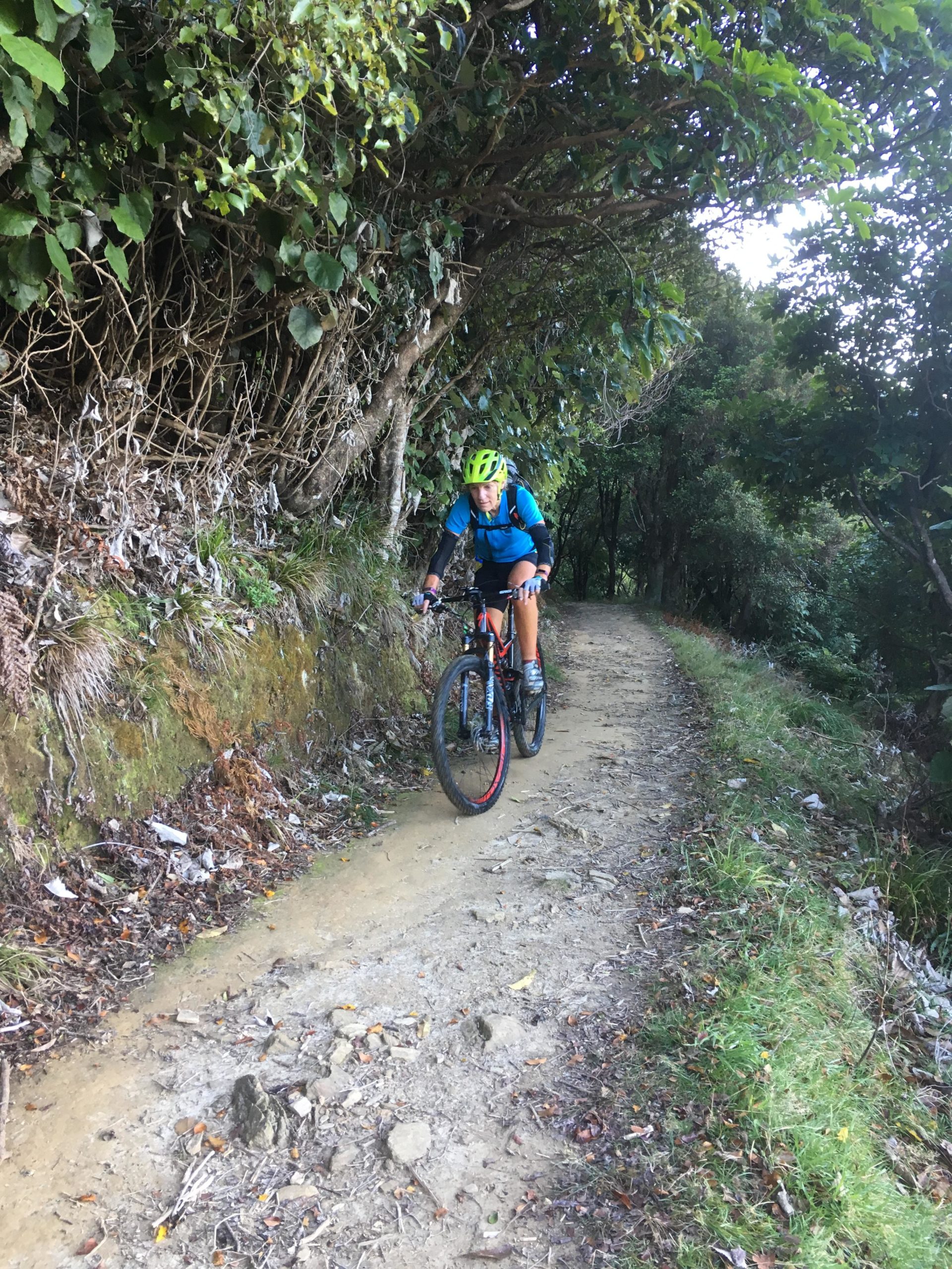 A cyclist in a bright helmet and blue jacket rides along a narrow dirt path surrounded by lush greenery. The trail winds through dense foliage, with rocks and leaves scattered along the path, indicating an outdoor biking scene. Queen Charlotte Track mountain bike trail.