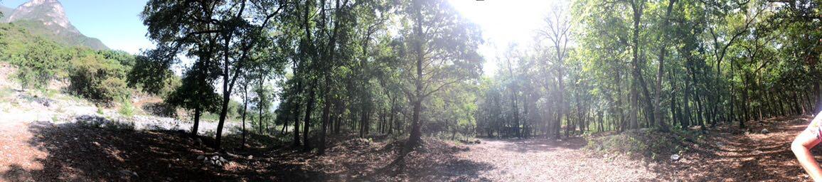 A panoramic view of a dense forest area featuring tall trees, bright sunlight filtering through the leaves, and a rocky landscape in the background. The ground is covered with fallen leaves and natural debris. The scene conveys a serene and tranquil outdoor setting, ideal for hiking or nature exploration. Bosque Encantado mountain bike trail.