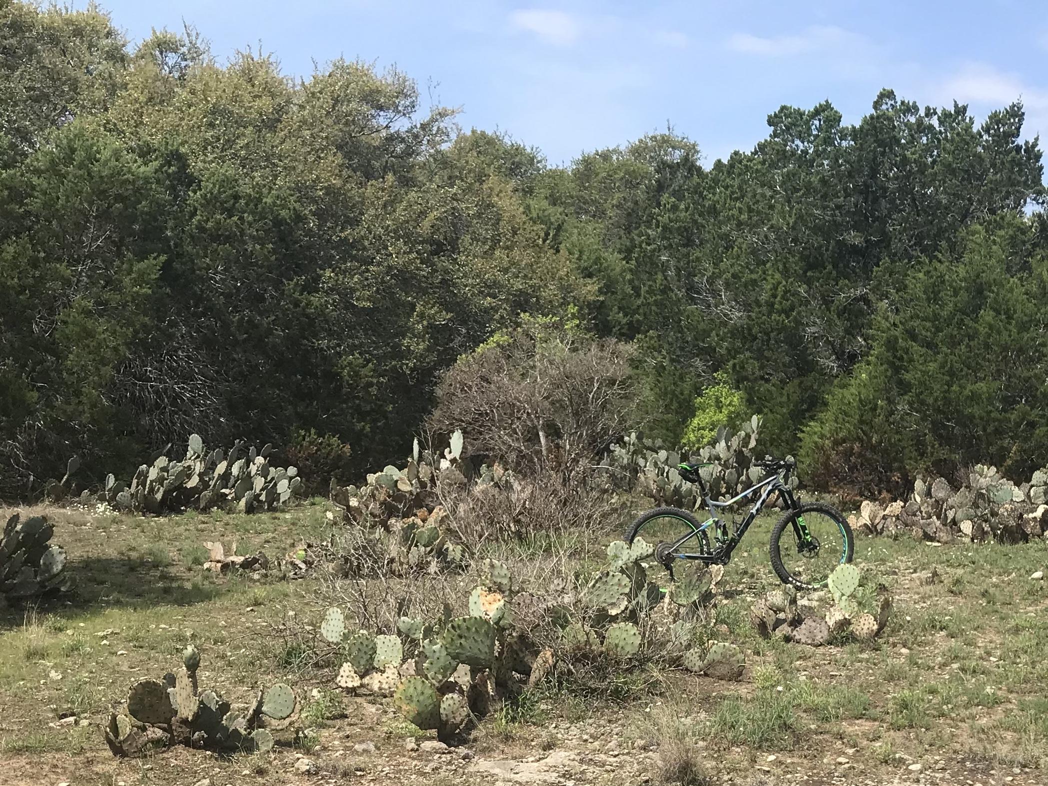 A mountain bike is parked near a cluster of cacti in a natural setting with trees in the background and a clear blue sky. The terrain features grassy areas and rocky patches, typical of a rugged outdoor environment. Pace Bend Park mountain bike trail.