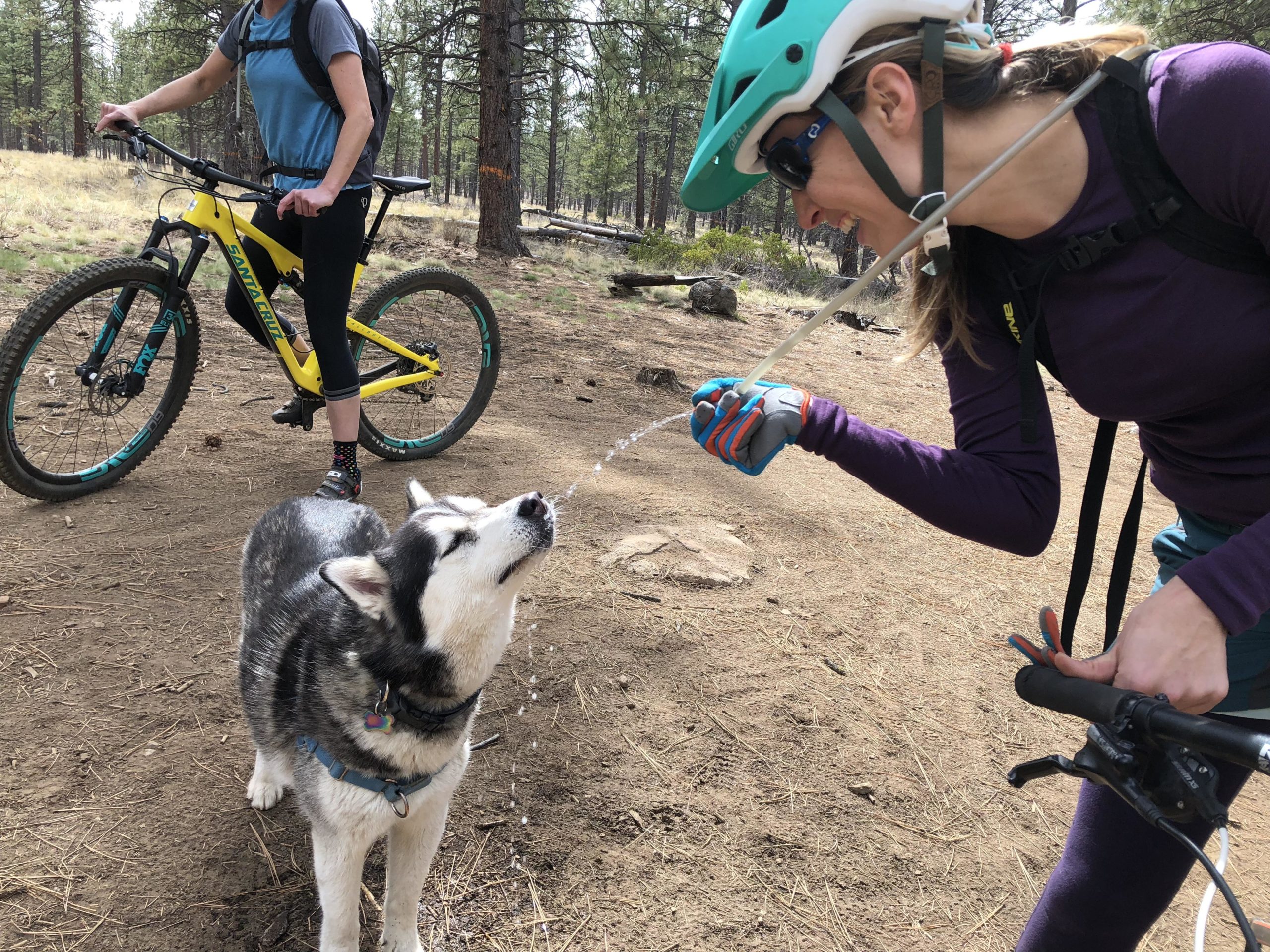A woman in a teal helmet and purple long-sleeve shirt is crouched down, playfully offering water to a black and white dog, likely a husky. The dog has its mouth open, eagerly catching the water that is being sprayed towards it. In the background, a person with a yellow mountain bike stands nearby on a dirt path surrounded by pine trees. The scene captures a joyful outdoor moment in nature. Upper Whoops mountain bike trail.