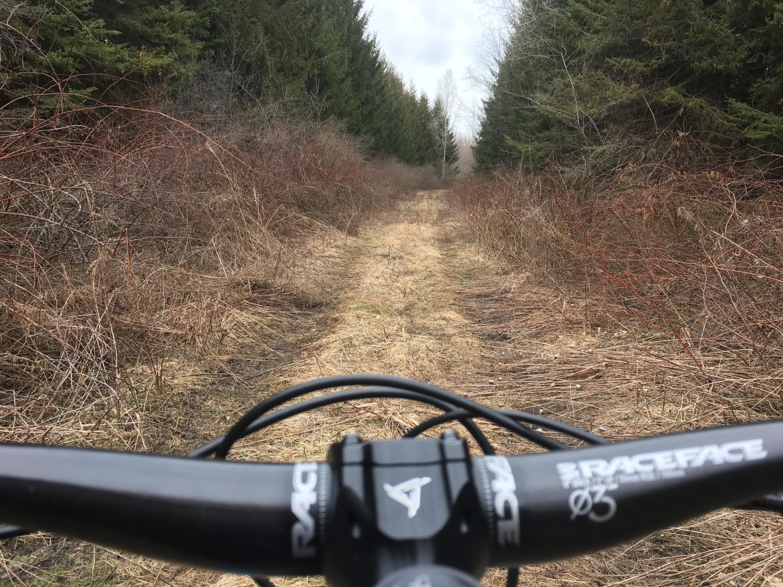 A view from the handlebars of a mountain bike on a narrow, overgrown trail surrounded by tall trees and sparse vegetation. The ground appears dry with patches of grass, while the path is bordered by wild branches and brush. The atmosphere suggests a quiet, natural setting perfect for outdoor biking. Big Swamp Forest mountain bike trail.