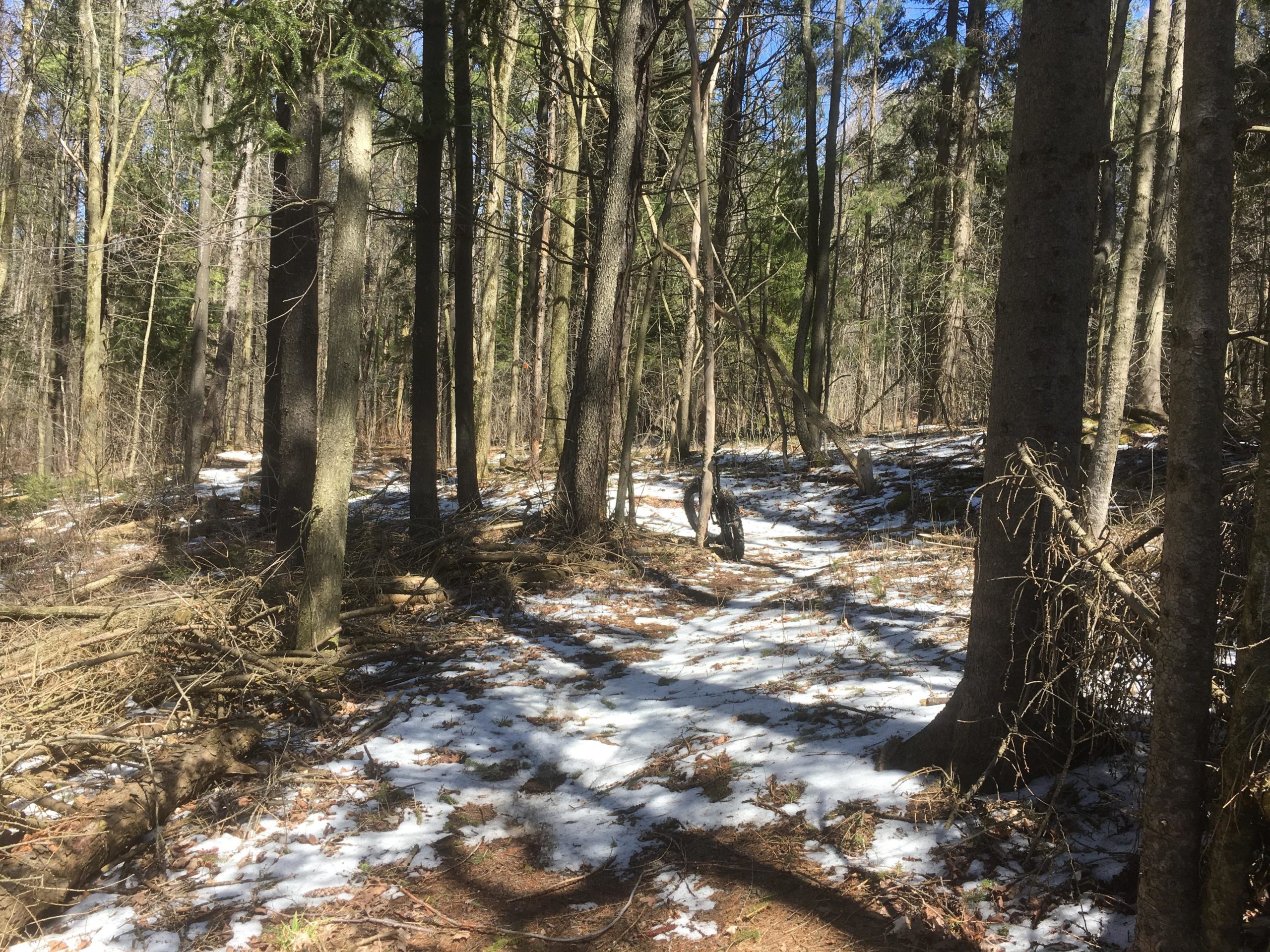 A wooded area with tall trees and a dirt path covered in patches of snow. Sunlight filters through the branches, illuminating the ground littered with fallen leaves and branches. The scene conveys a tranquil outdoor setting, typical of early spring. Kinloss Tract mountain bike trail.