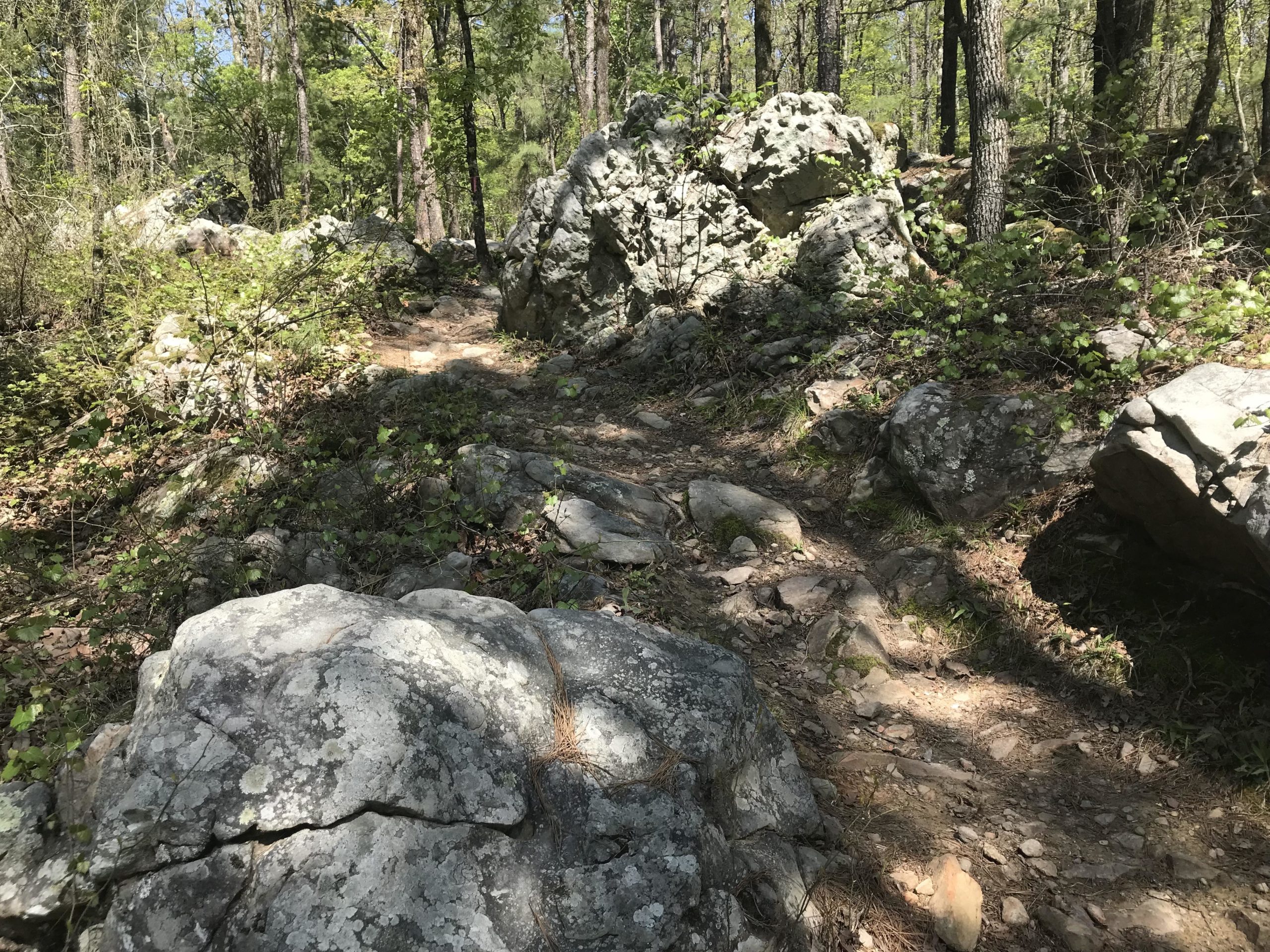 A narrow dirt path winding through a rocky forest area, surrounded by lush greenery and trees. Large rocks are scattered along the trail, with patches of sunlight illuminating the ground. Iron Mountain mountain bike trail.
