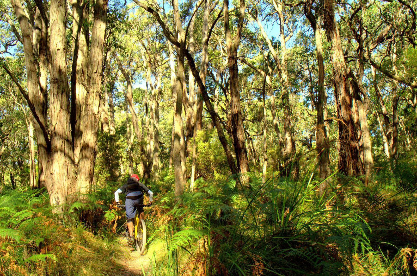 A person riding a mountain bike along a narrow trail in a dense forest with tall trees and lush greenery on either side. The sunlight filters through the leaves, creating a vibrant, natural atmosphere. Arthurs Seat MTB Park mountain bike trail.