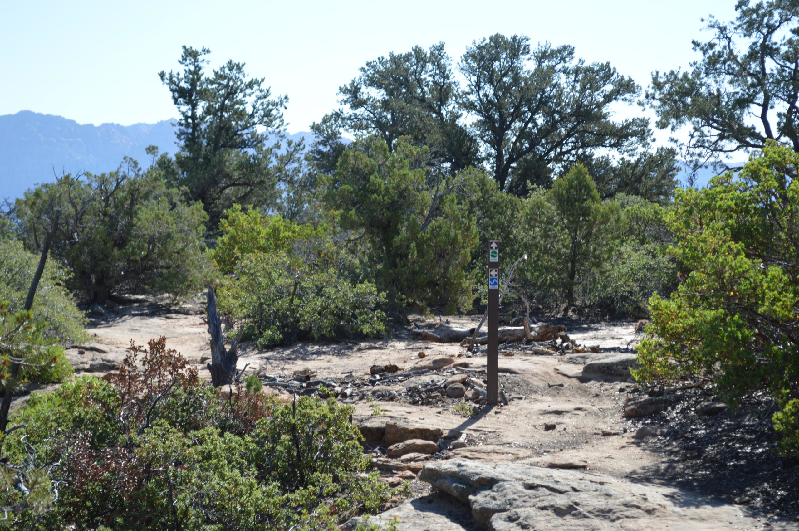 A scenic hiking trail surrounded by lush green trees and rocky terrain, with a trail marker indicating directions. Sunlight brightens the area, and mountains are visible in the background. Wire Mesa Loop mountain bike trail.