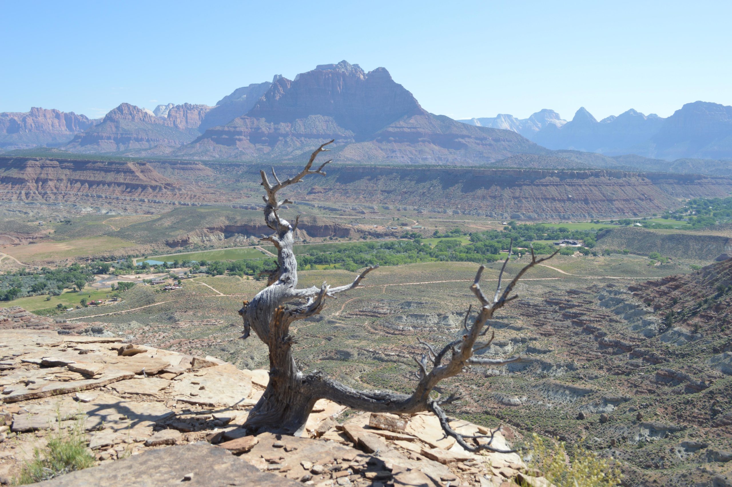 Barren tree branches stretching out over a vast landscape of layered rock formations, green vegetation, and a winding river below, with rugged mountains in the background under a clear blue sky. Wire Mesa Loop mountain bike trail.