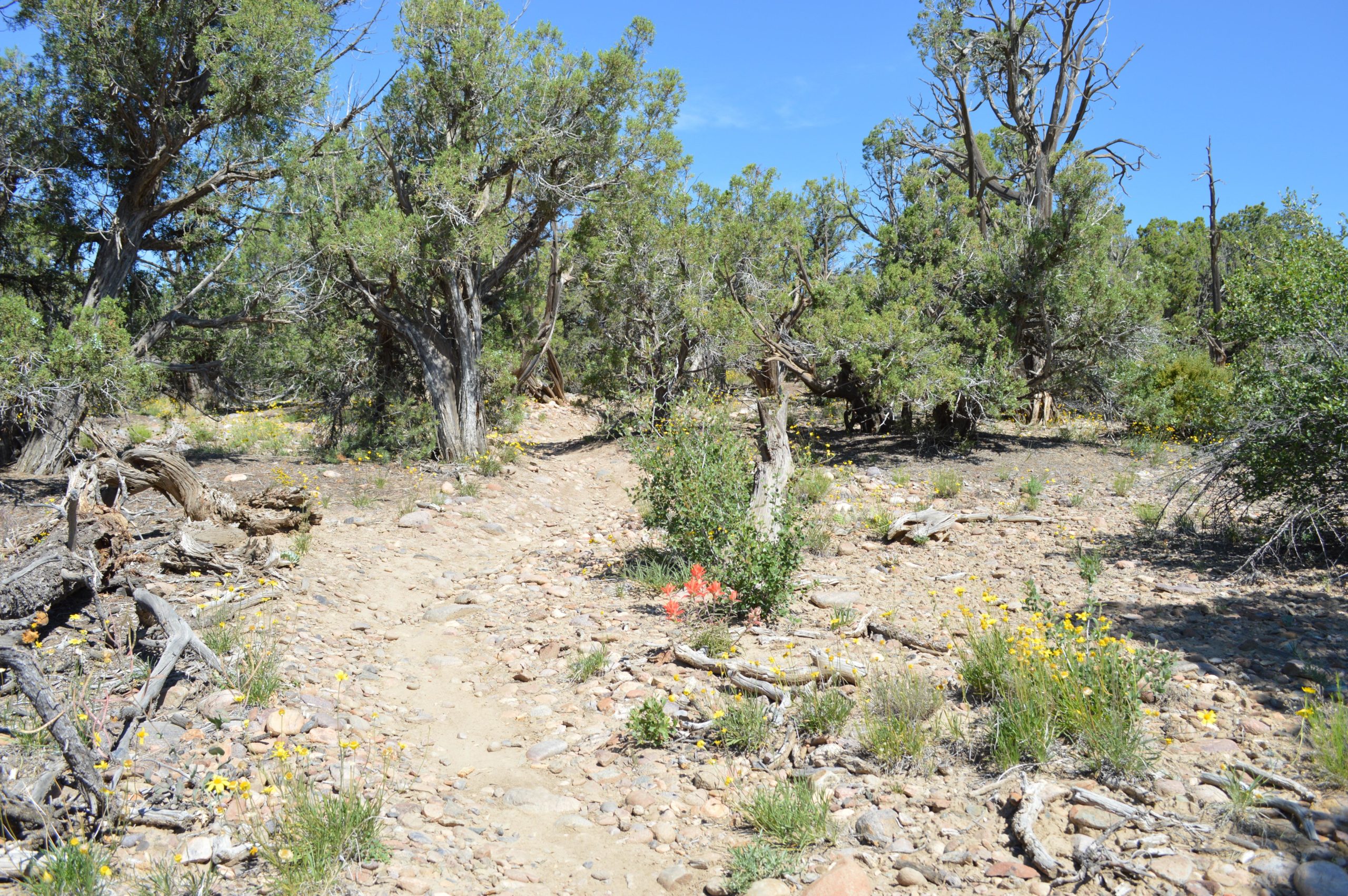 A rocky, dirt path winding through a lush landscape of green juniper trees and various wildflowers under a clear blue sky. Alien Run Trail mountain bike trail.
