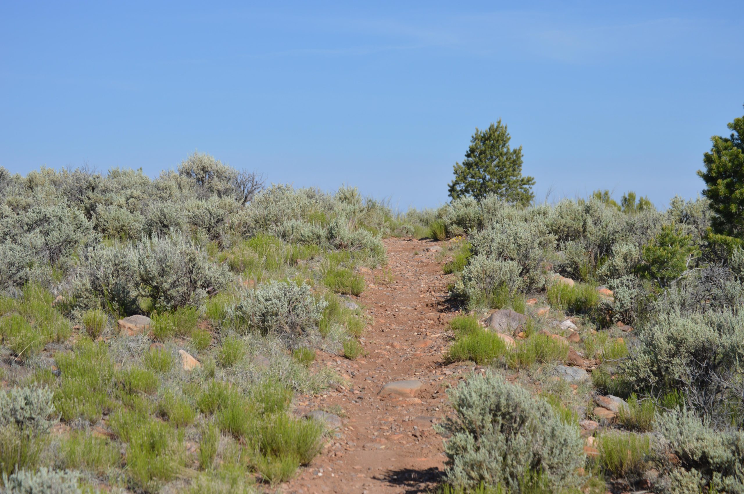 A dirt path winding through green shrubs and grasses, with small rocks scattered along the trail, under a clear blue sky and a few scattered trees in the background. Taos Valley Overlook mountain bike trail.
