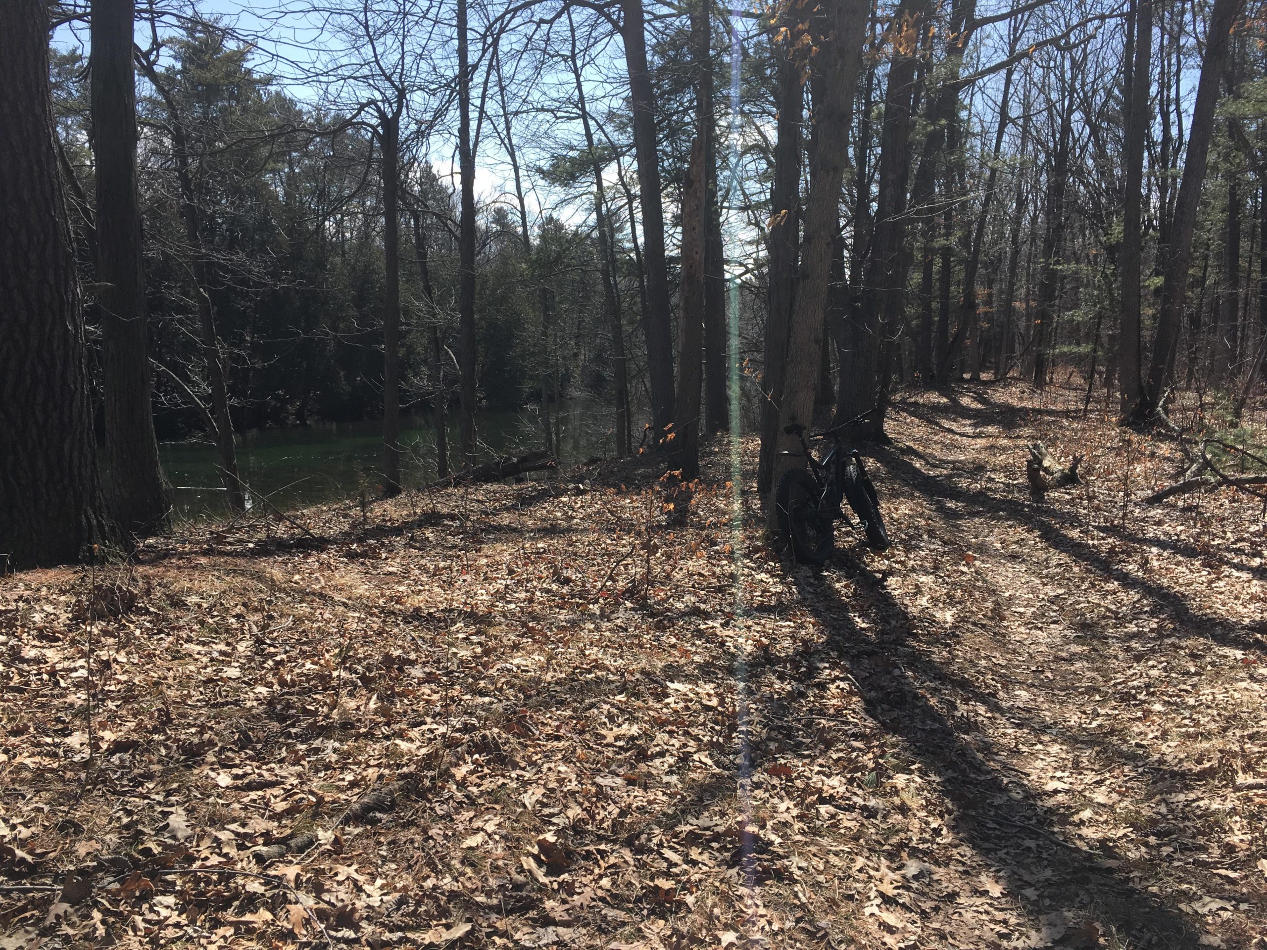 A peaceful wooded scene with bare trees and scattered fallen leaves on the forest floor. In the foreground, a black bicycle leans against a tree, while a serene body of water glimmers in the background, surrounded by lush greenery. Sunlight filters through the trees, creating shadows on the ground. Pinery Provincial Park mountain bike trail.