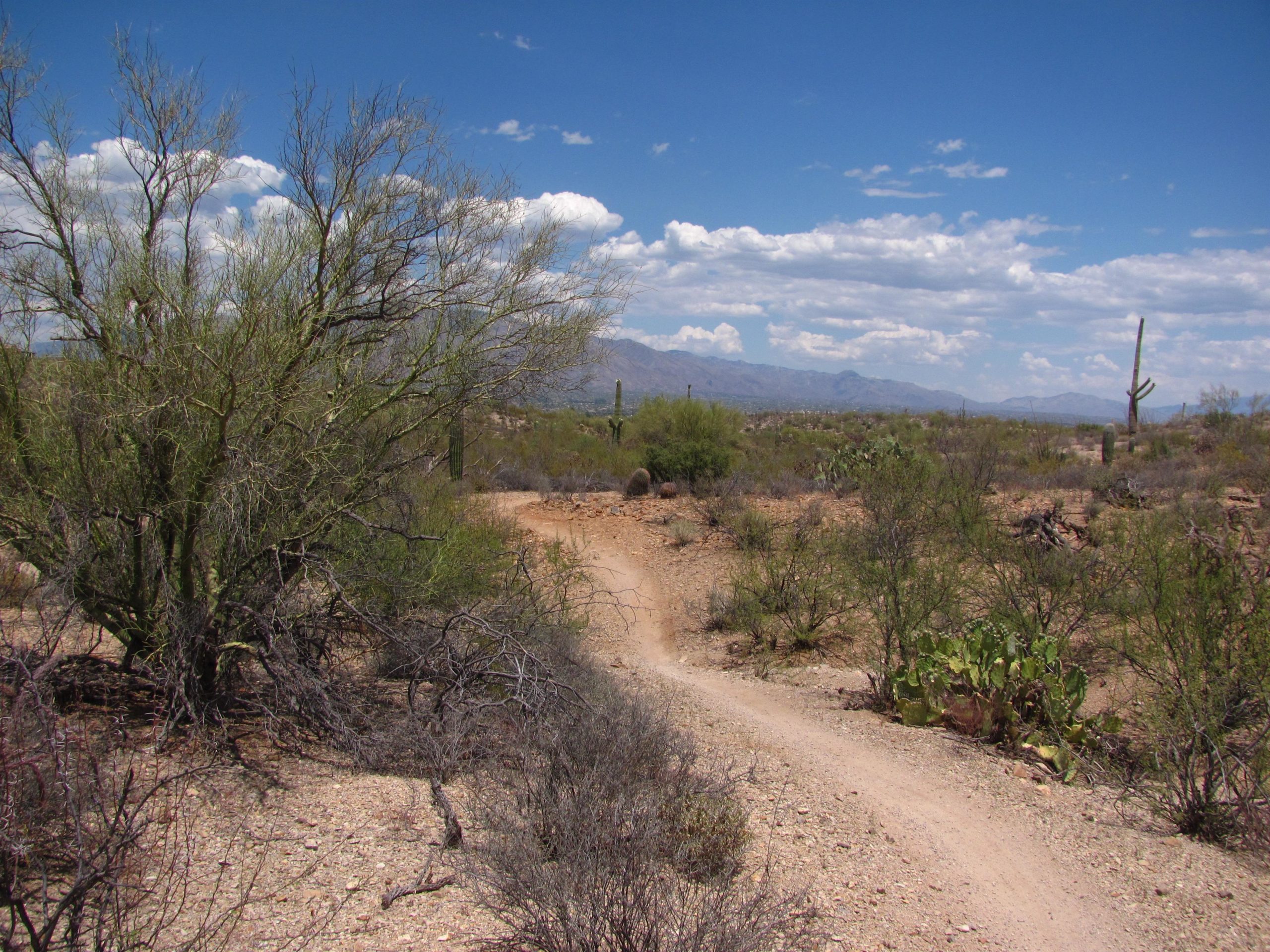 A winding dirt path leads through a desert landscape filled with various shrubs and cacti under a blue sky with fluffy white clouds. In the background, mountains can be seen, adding depth to the scene. Sweetwater Preserve mountain bike trail.