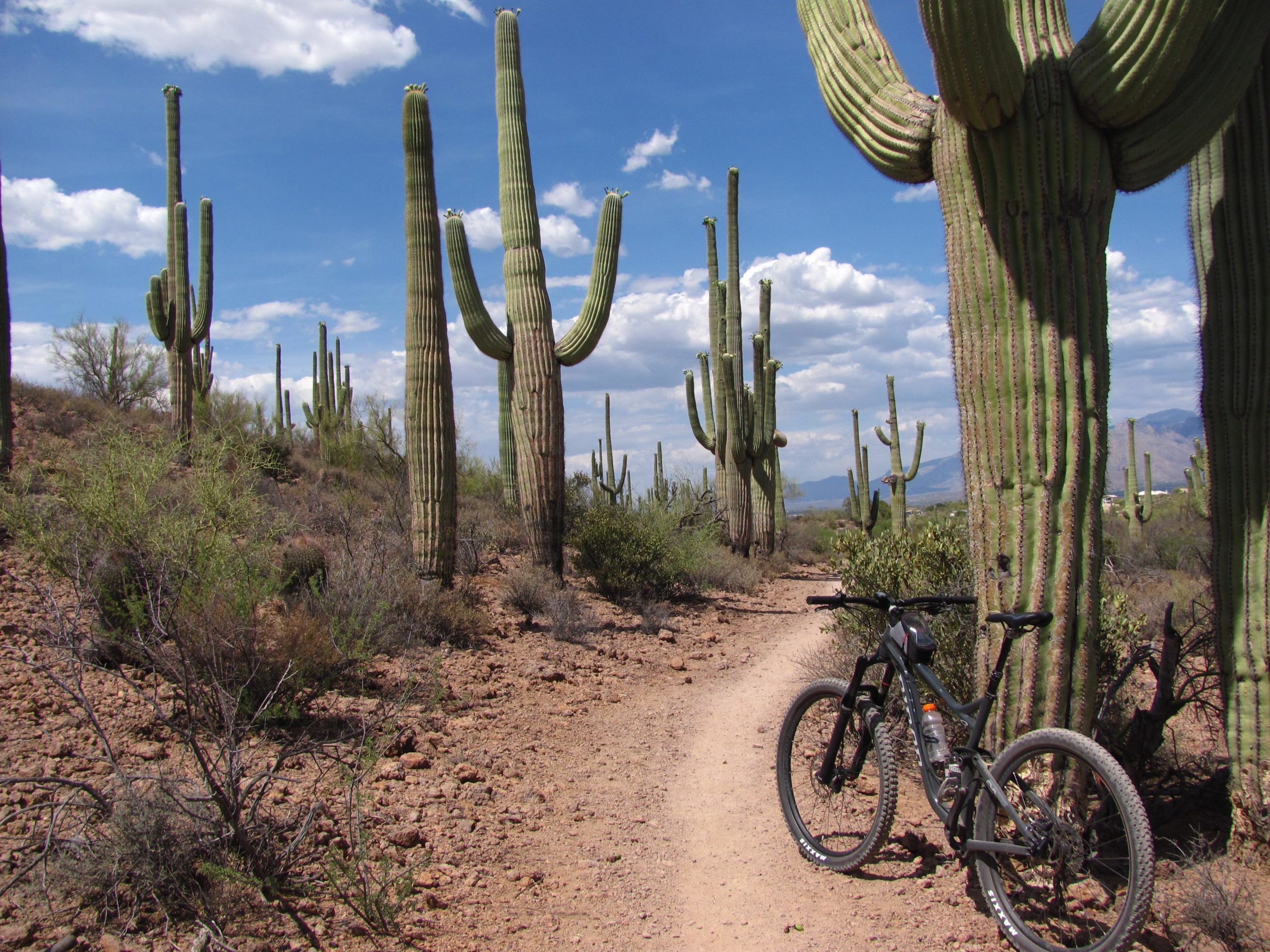 A mountain bike rests on a dirt trail surrounded by tall cactus plants in a desert landscape under a blue sky with scattered clouds. Sweetwater Preserve mountain bike trail.