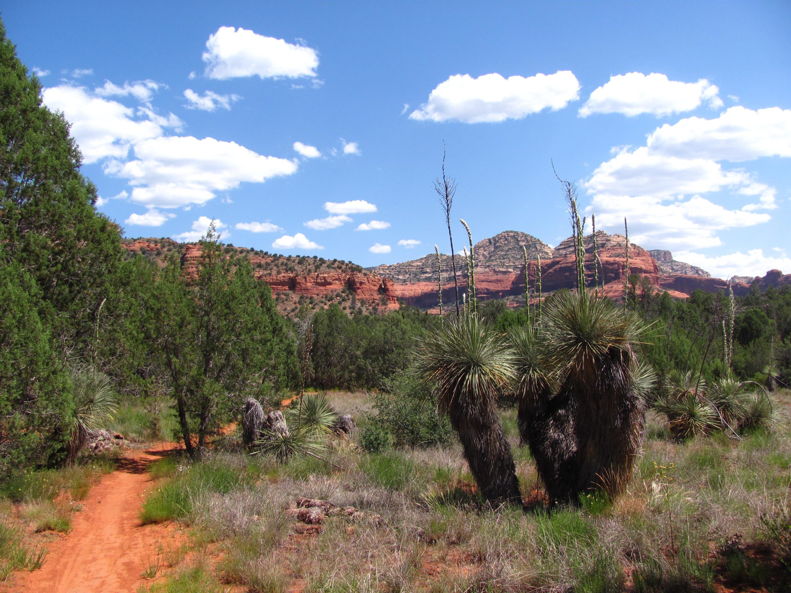A scenic landscape featuring a dirt path winding through a vibrant green field with bushes and unique plants, set against red rock formations under a bright blue sky with fluffy white clouds. Upper Dry Creek Area Trails mountain bike trail.
