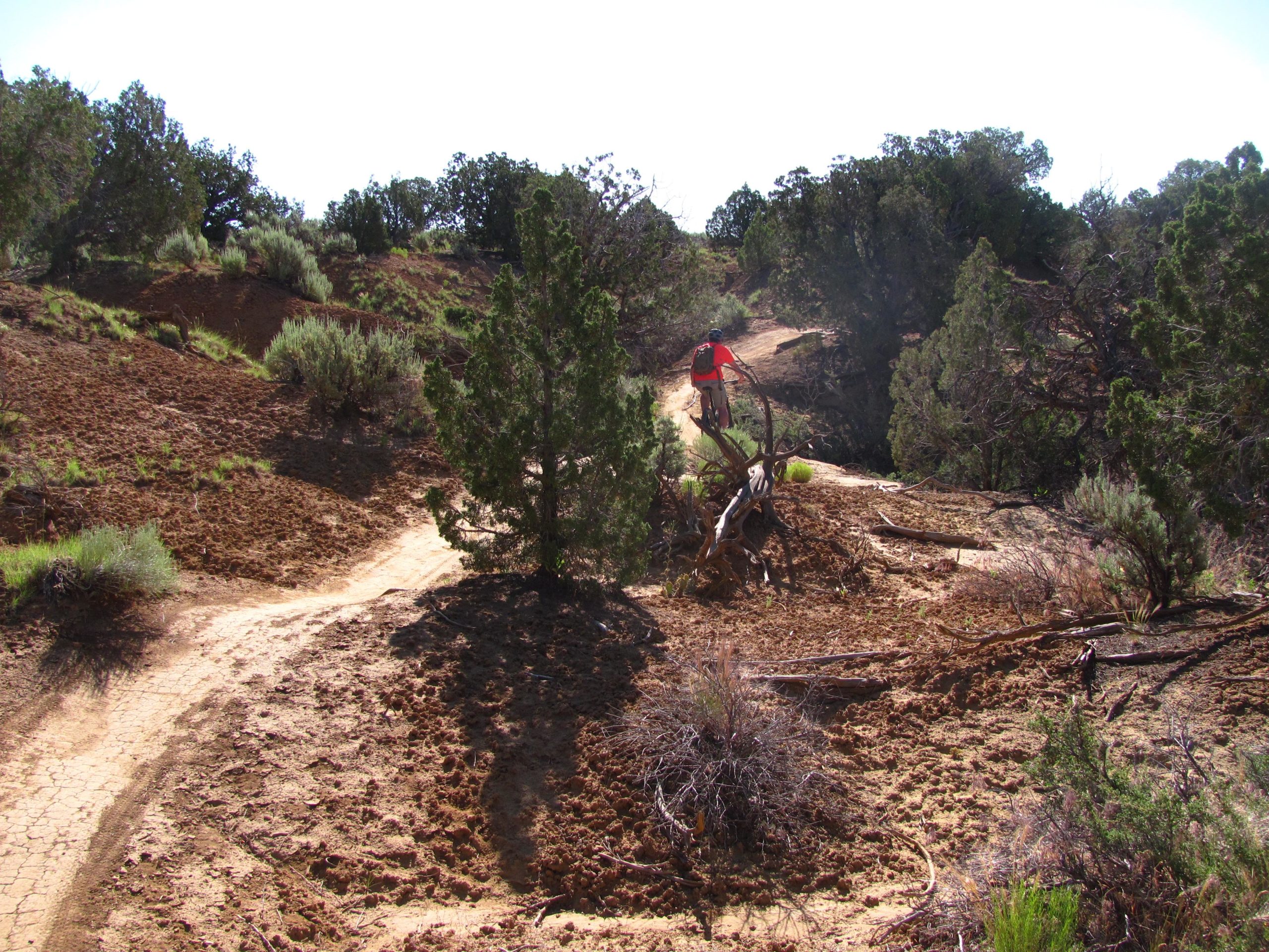 A mountain biker wearing an orange shirt and helmet rides along a dirt trail winding through a sunlit landscape featuring bushes and trees. The terrain is uneven with patches of dry soil and vegetation, showcasing a natural environment ideal for outdoor biking activities. Alien Run Trail mountain bike trail.