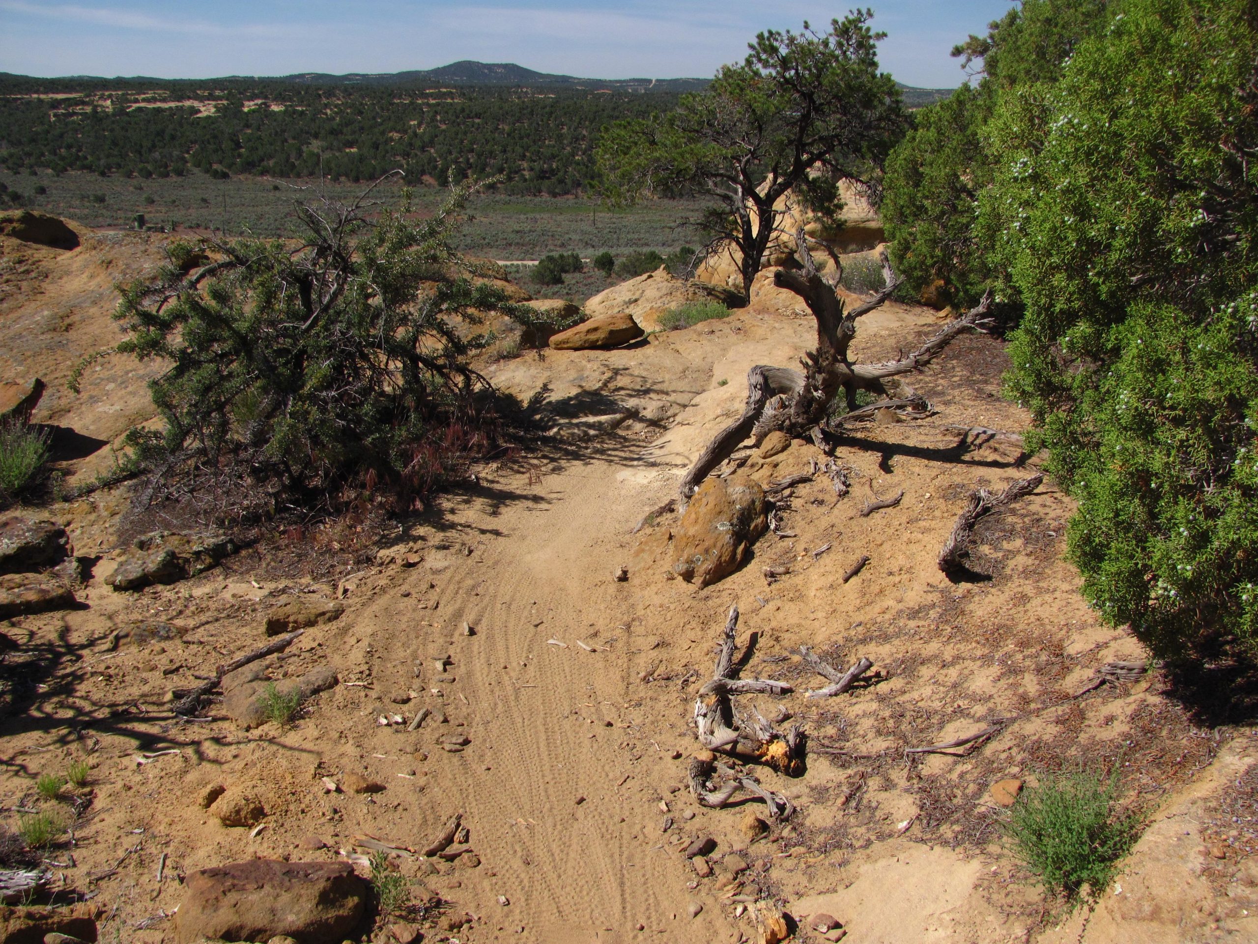 A rugged dirt path winding through a rocky terrain, surrounded by sparse vegetation and scattered rocks. In the foreground, twisted branches and small bushes are visible, with gentle hills and a blue sky in the background. The landscape suggests a natural setting with elevated features and a serene outdoor environment. Alien Run Trail mountain bike trail.
