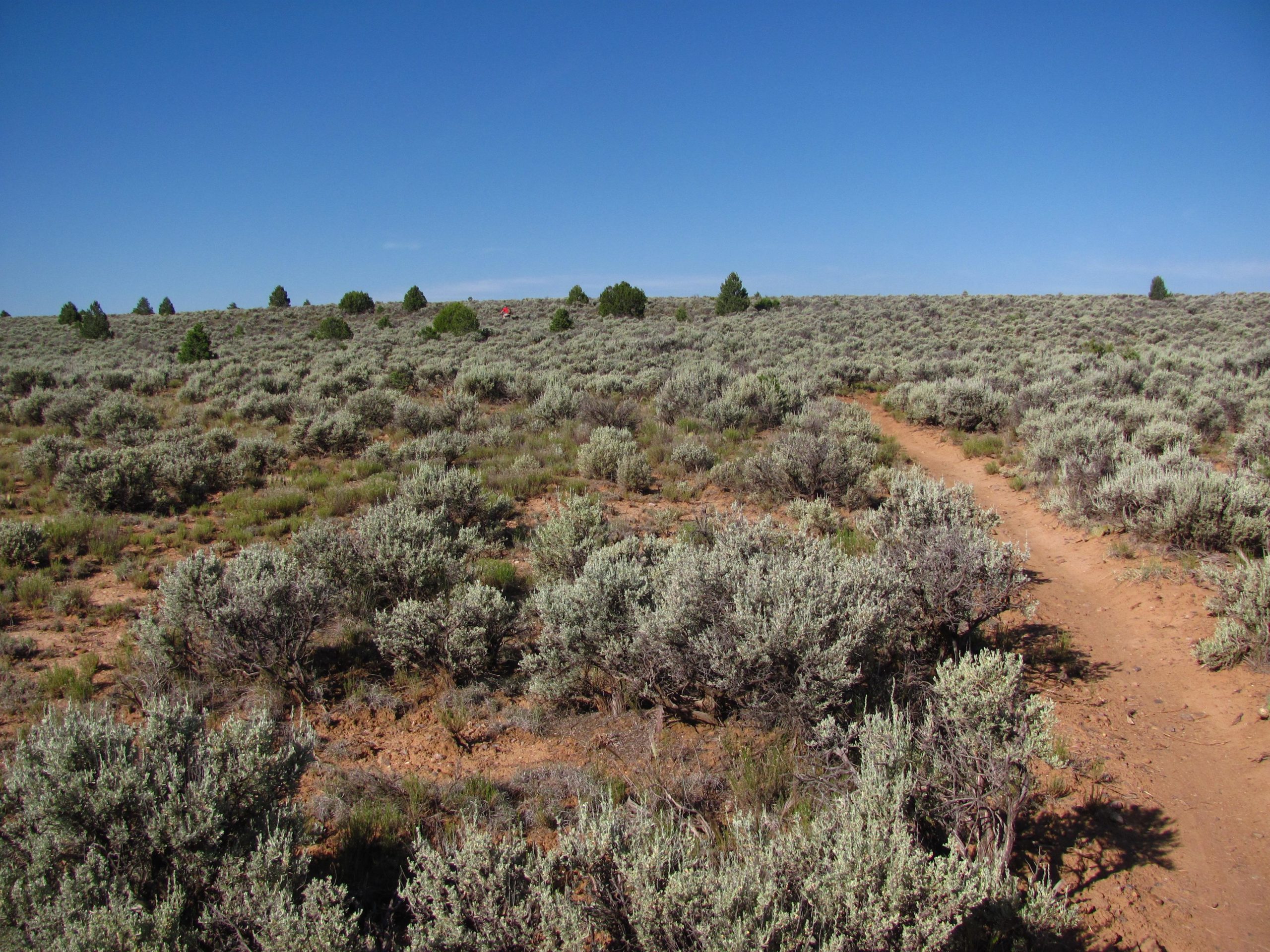 A wide view of a desert landscape featuring a dirt path winding through a field of low, sagebrush-like vegetation under a clear blue sky. Sparse green trees are visible in the distance, suggesting a wide-open space typical of arid environments. Taos Valley Overlook mountain bike trail.
