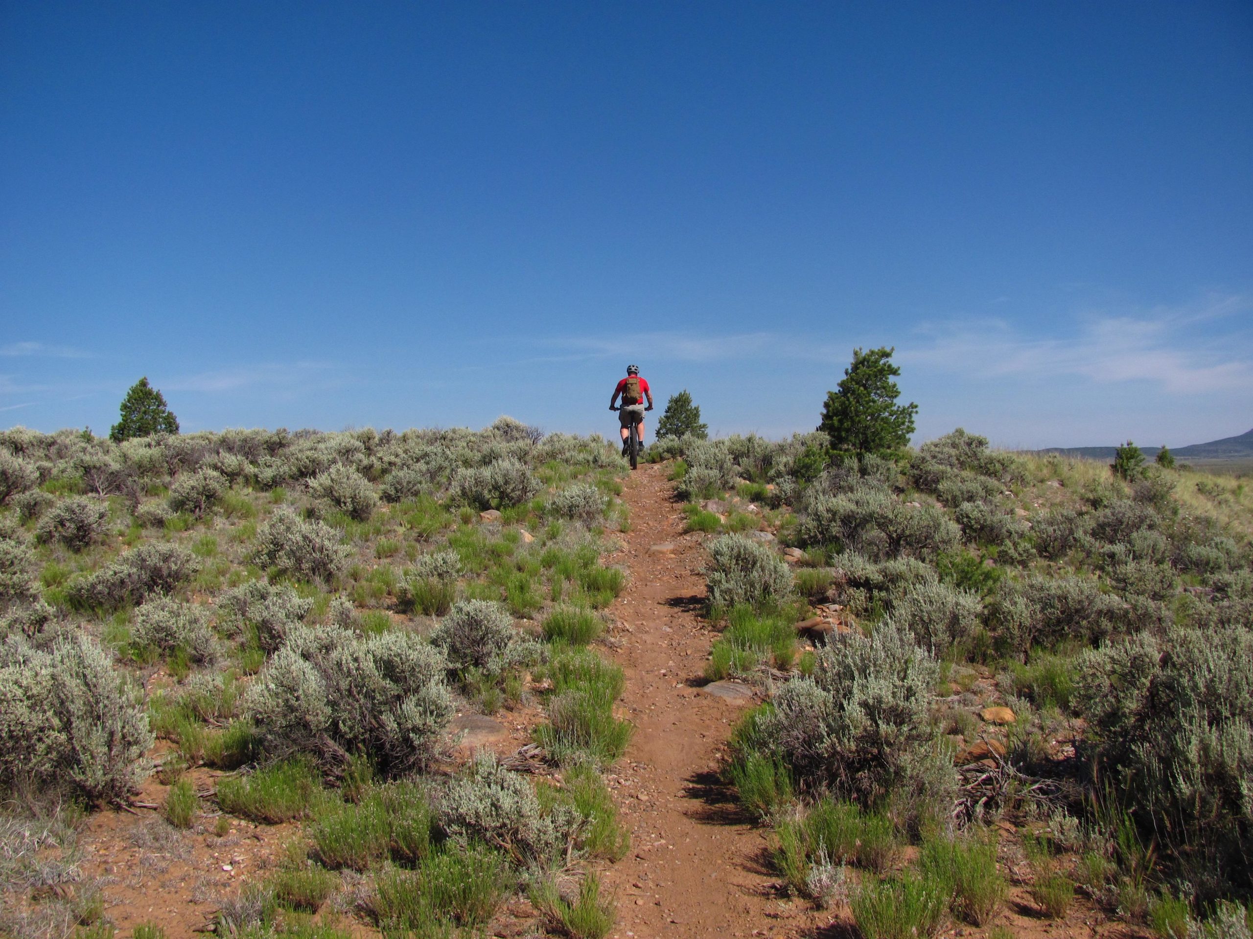 A person riding a mountain bike along a dirt trail in a rural landscape, surrounded by low shrubs and green grass under a clear blue sky. Taos Valley Overlook mountain bike trail.