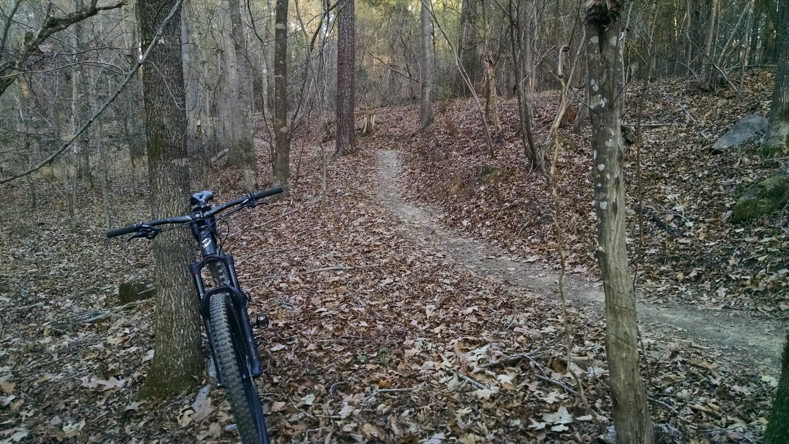 A mountain bike resting against a tree on a dirt path surrounded by trees and fallen leaves in a wooded area. The trail winds through the forest, where sunlight filters through the branches. Harbison State Forest mountain bike trail.