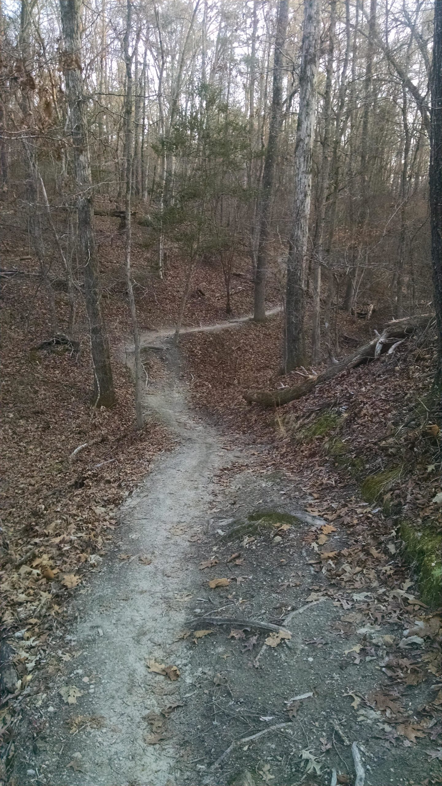 A winding dirt trail meanders through a forest, surrounded by trees with bare branches and scattered autumn leaves on the ground. The path curves gently, leading deeper into the woods. Harbison State Forest mountain bike trail.