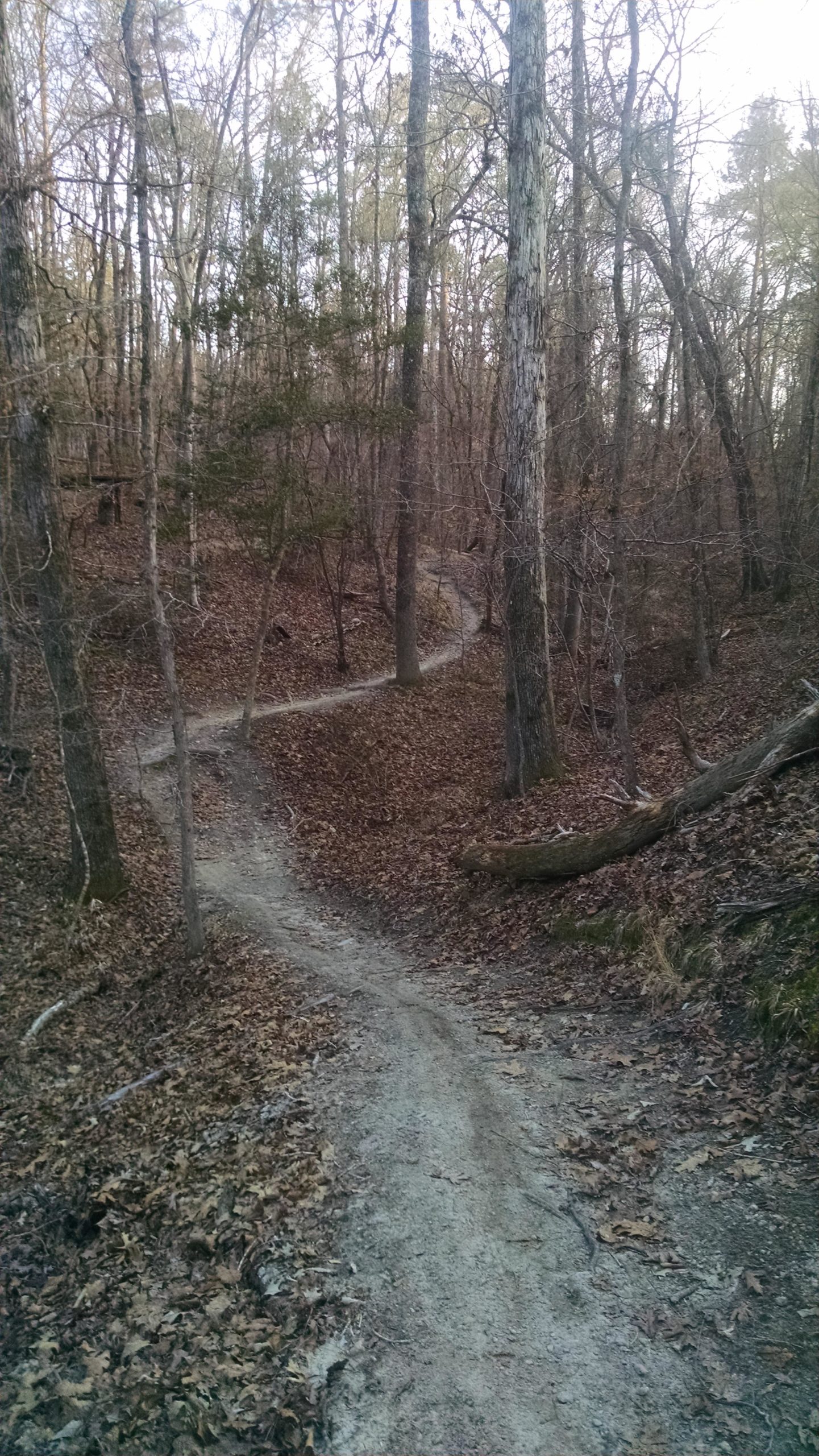 A winding dirt path through a wooded area, surrounded by trees with bare branches and fallen leaves on the ground. The trail curves gently, leading deeper into the forest. The scene is tranquil and hints at the late afternoon or early evening light. Harbison State Forest mountain bike trail.
