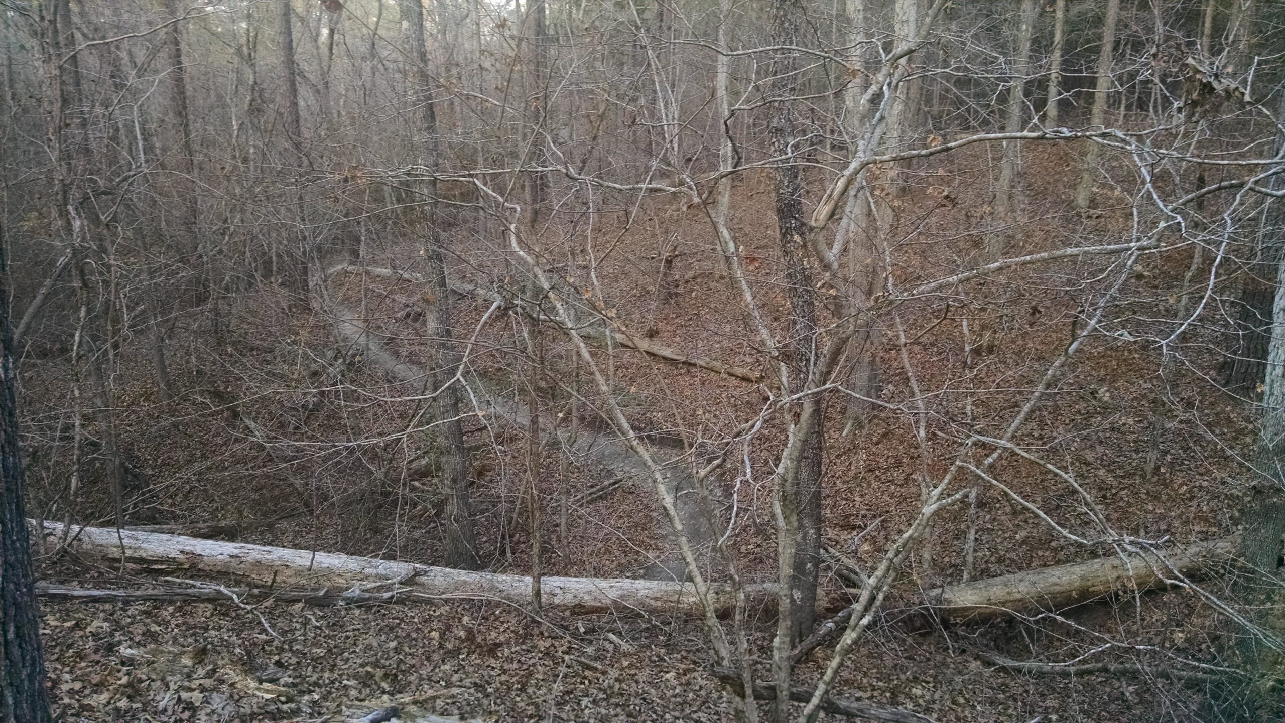 A wooded area in late fall, featuring bare trees with intertwined branches, fallen logs, and a carpet of dry leaves covering the ground. A winding path can be seen in the background, leading through the dense underbrush. Harbison State Forest mountain bike trail.