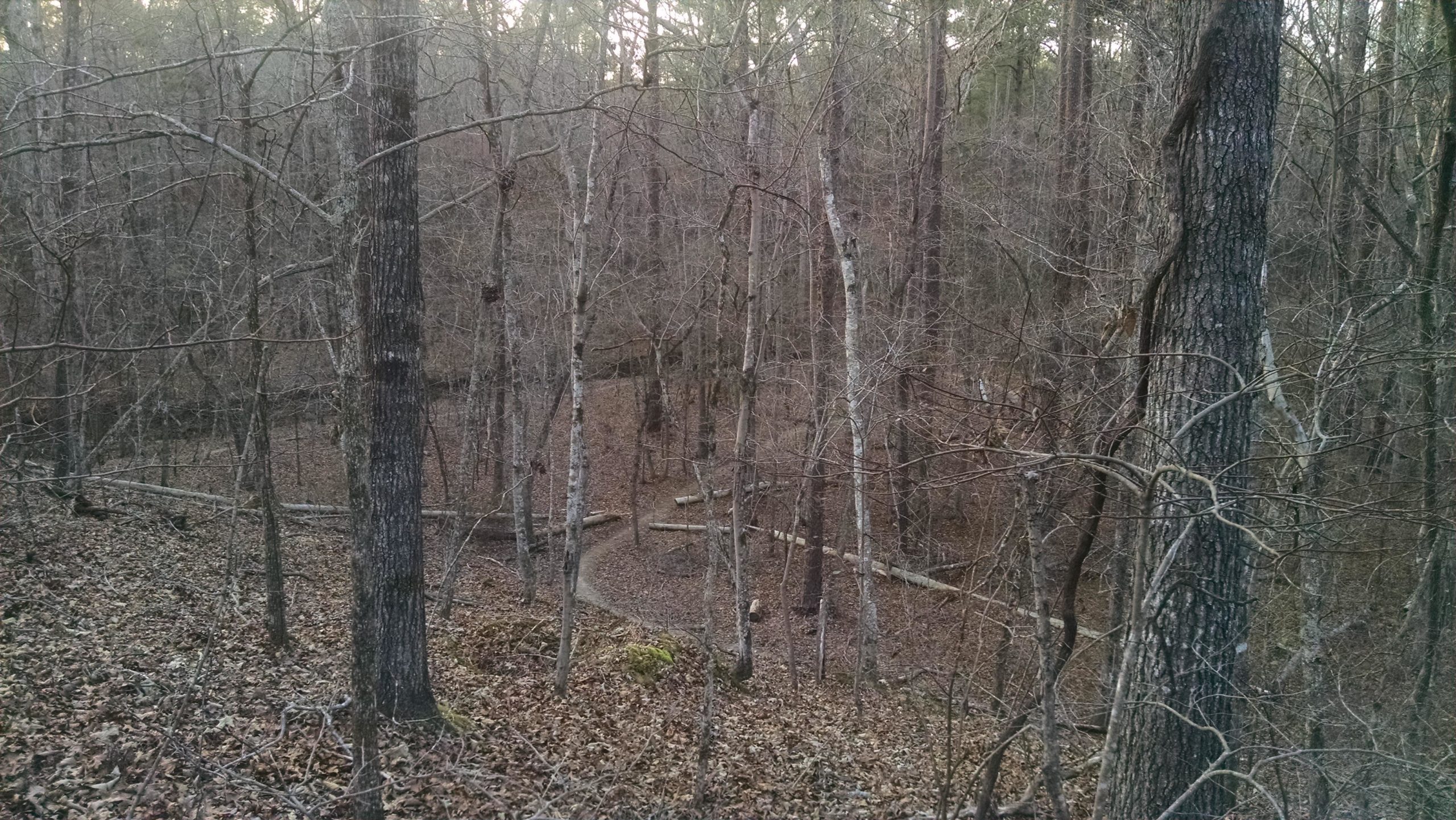 A forest scene in early spring, featuring bare trees and scattered leaves on the ground. A winding path made of logs can be seen cutting through the underbrush, with a backdrop of densely packed, tall trees. The atmosphere is calm and quiet, with soft, muted lighting typical of late afternoon. Harbison State Forest mountain bike trail.