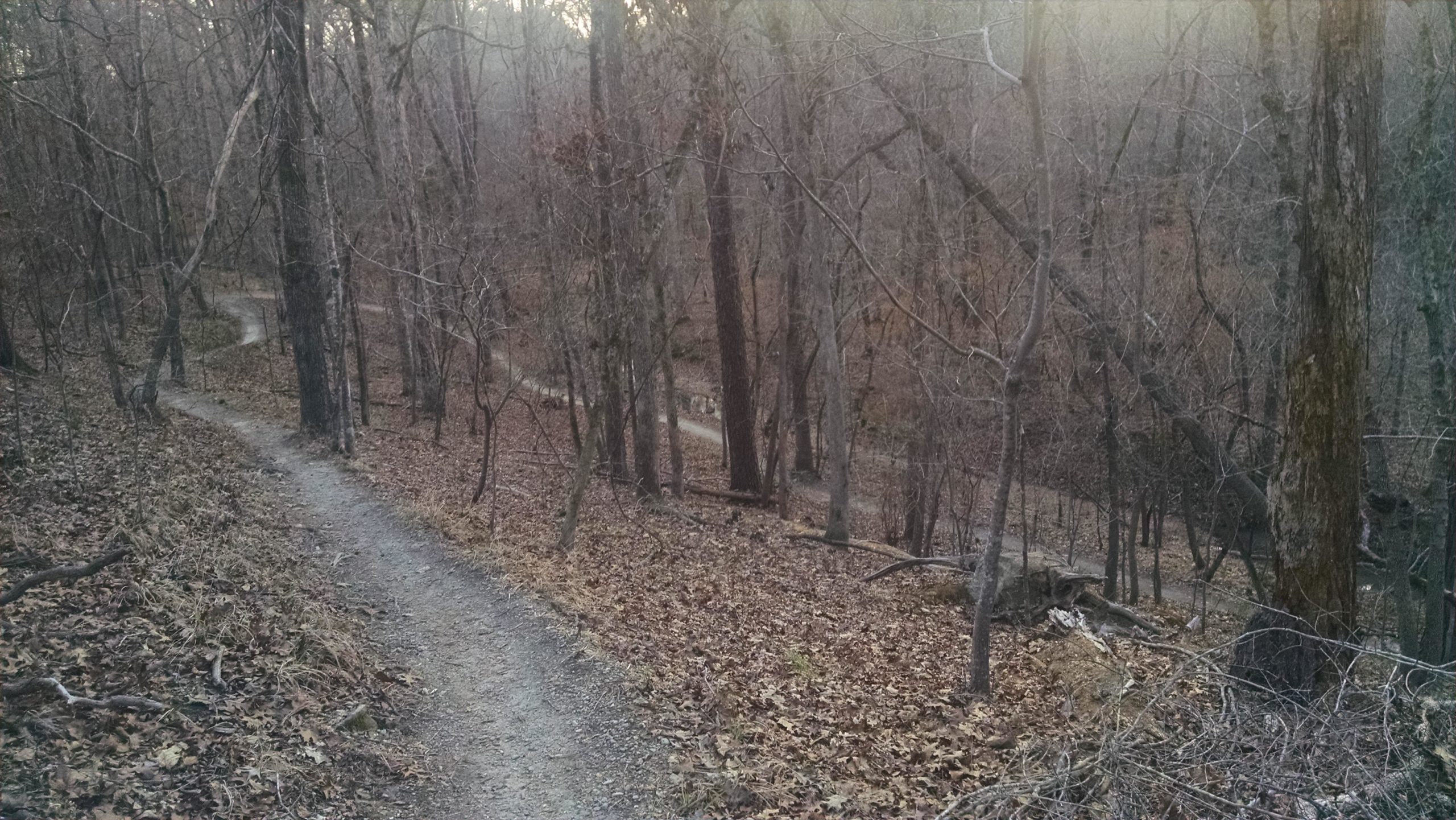 A winding dirt trail meanders through a wooded area with bare trees and fallen leaves, set in a tranquil, early evening atmosphere. Harbison State Forest mountain bike trail.