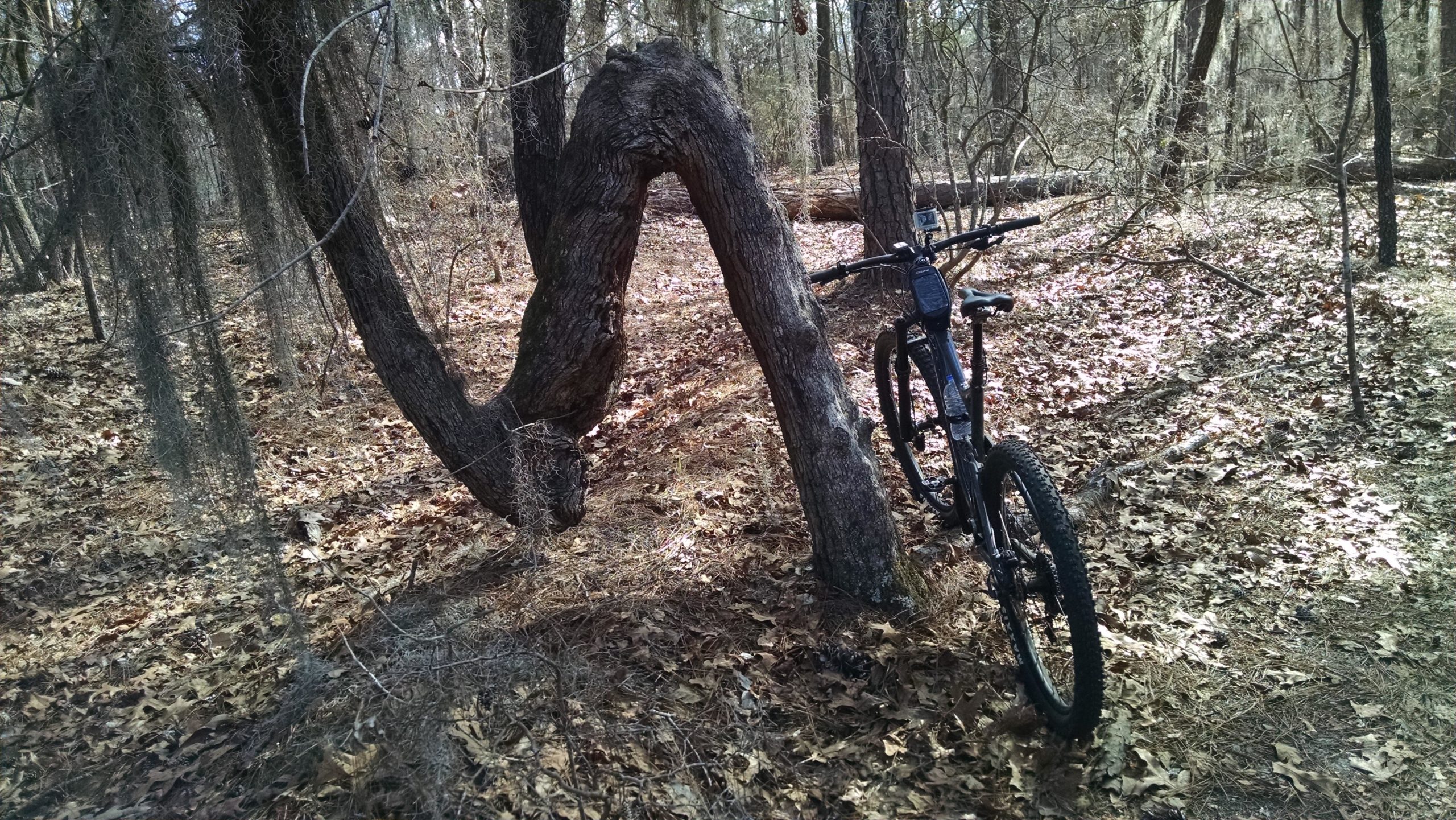 A winding tree trunk alongside a mountain bike, surrounded by fallen leaves and sparse vegetation in a wooded area. Poinsett State Park mountain bike trail.