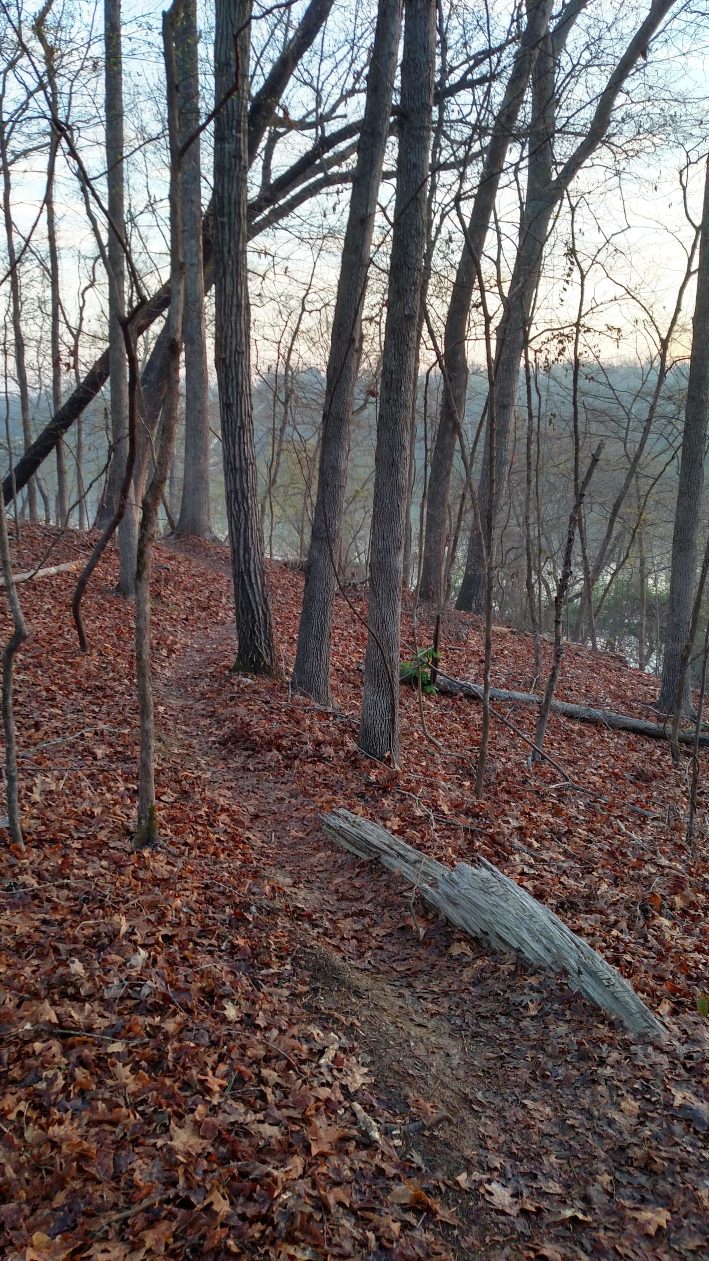A winding dirt path through a forest, surrounded by tall, bare trees and a blanket of fallen brown leaves. A large log rests on the ground, adding to the natural scenery. The background shows a hint of a distant view, creating a serene and peaceful outdoor atmosphere. Harbison State Forest mountain bike trail.
