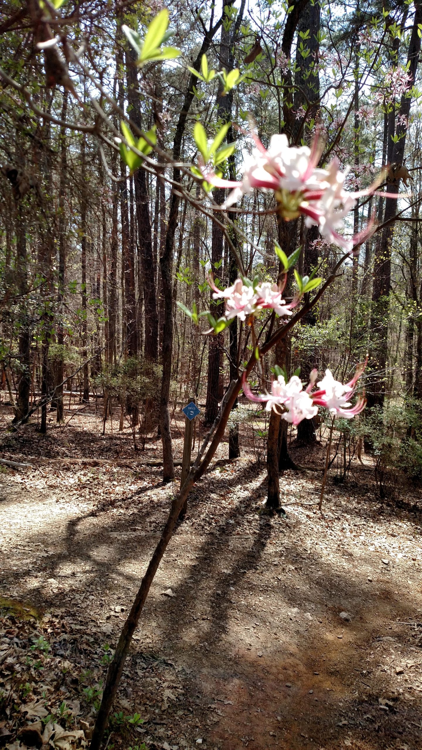 A close-up view of pink flowers blooming on a branch, set against a backdrop of a forest path with sunlight filtering through the trees. The ground is covered in leaves, and a blue trail marker is visible in the background, indicating a hiking trail in a wooded area. Harbison State Forest mountain bike trail.