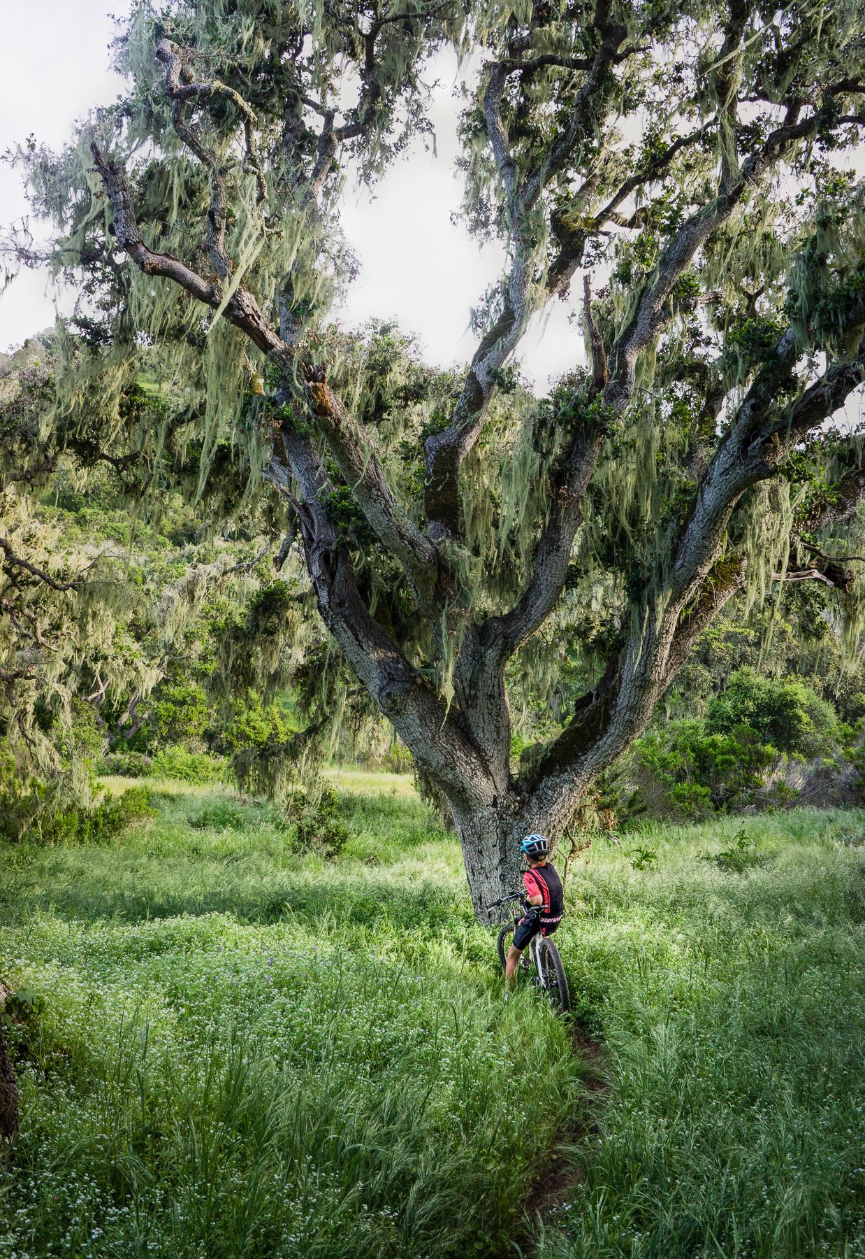 A mountain biker in a red jersey stands beside a large tree draped in Spanish moss, surrounded by lush green grass and vegetation. A narrow path winds through the grassy area, indicating a trail. The scene captures a serene outdoor environment ideal for biking and nature exploration. Fort Ord Public Lands mountain bike trail.