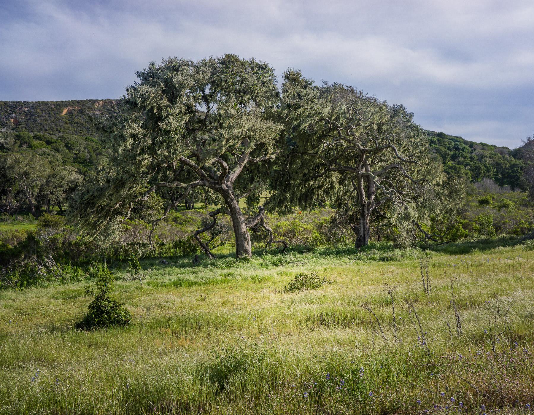 Two large trees with sprawling branches stand in a grassy field, surrounded by lush green vegetation. The background features rolling hills and a cloudy sky, creating a serene natural landscape. Fort Ord Public Lands mountain bike trail.