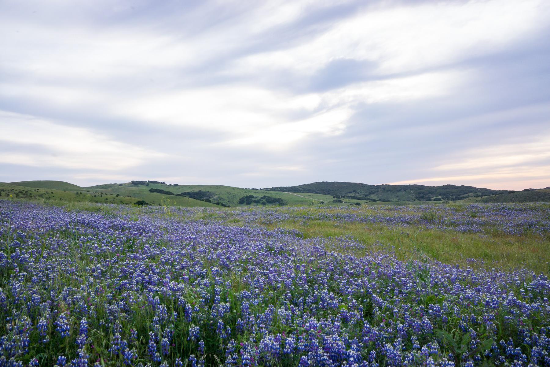 A scenic landscape featuring a vast field covered with blooming purple flowers under a cloudy sky, with rolling green hills in the background. The image captures the beauty of nature in a serene, open environment. Fort Ord Public Lands mountain bike trail.