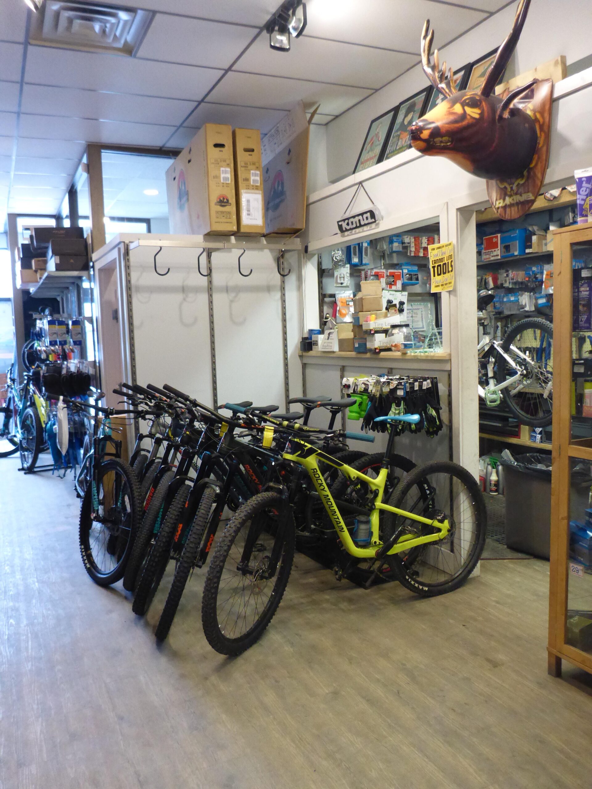 An interior view of a bicycle shop featuring a row of mountain bikes, including a bright yellow one, arranged on the floor. Shelves filled with bicycle accessories and tools line the walls, with a mounted deer head decoration on the wall. The shop has a clean, organized appearance with natural light coming in through the front window.